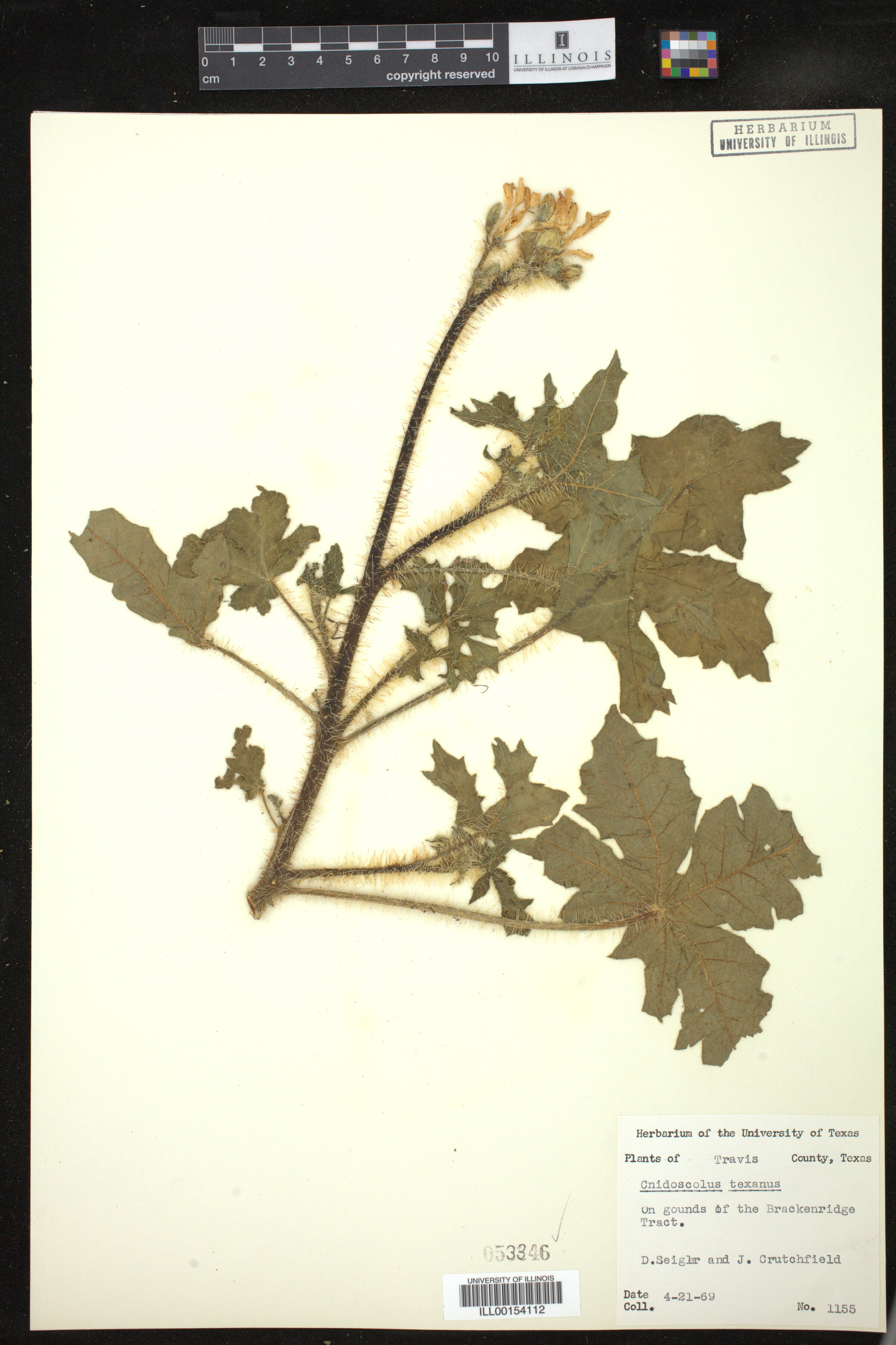 Cnidoscolus texanus image