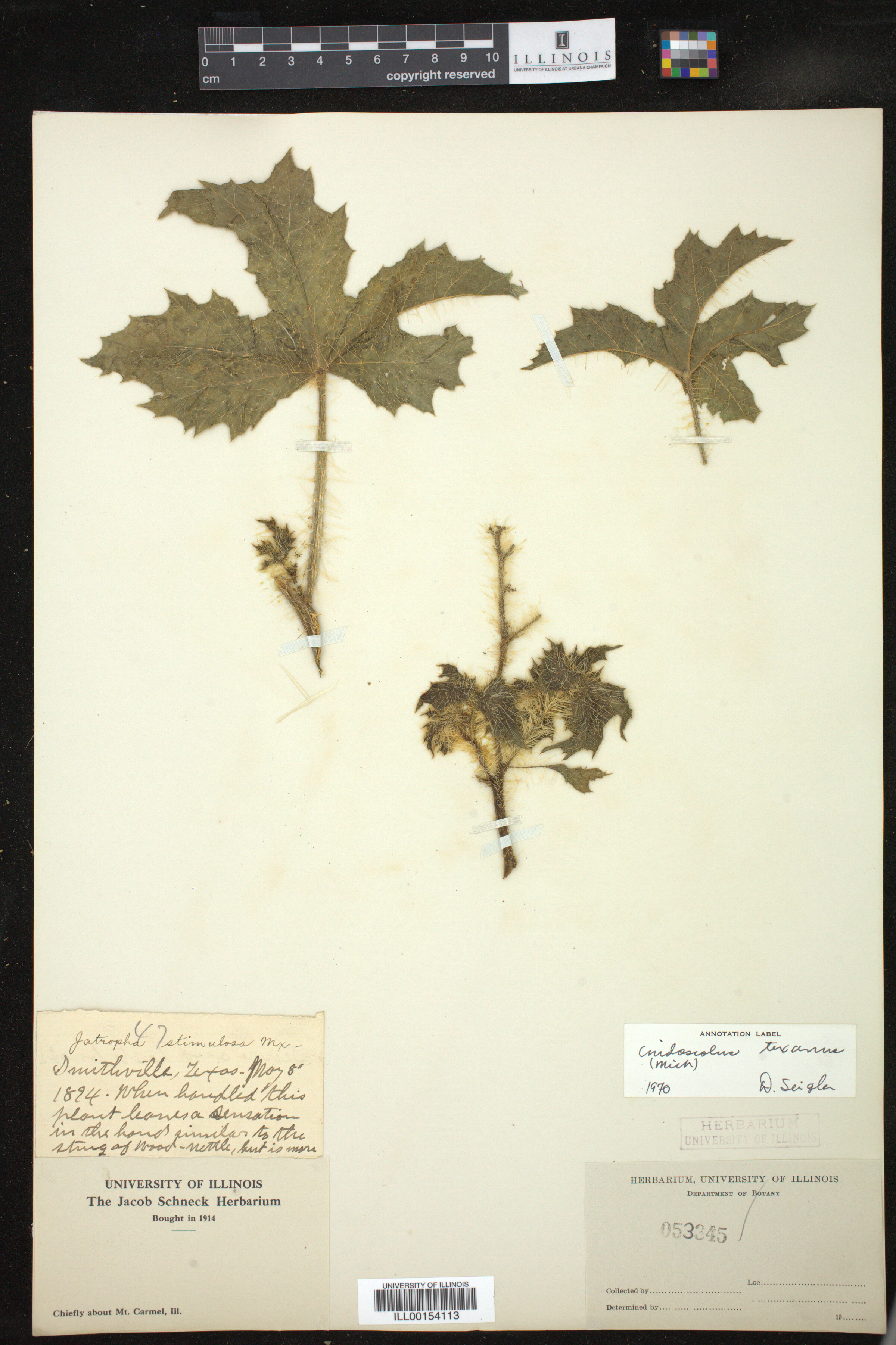Cnidoscolus texanus image