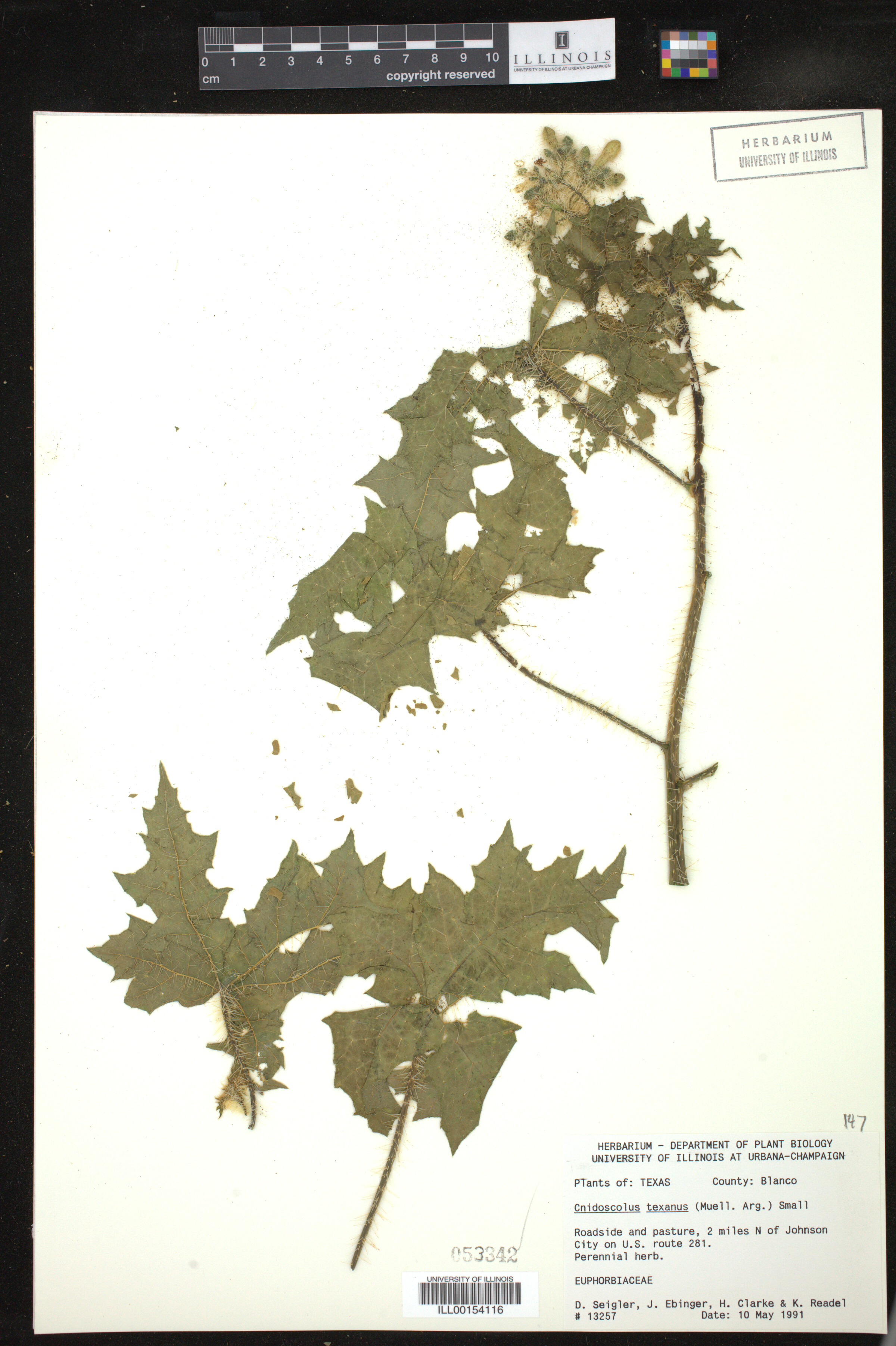 Cnidoscolus texanus image