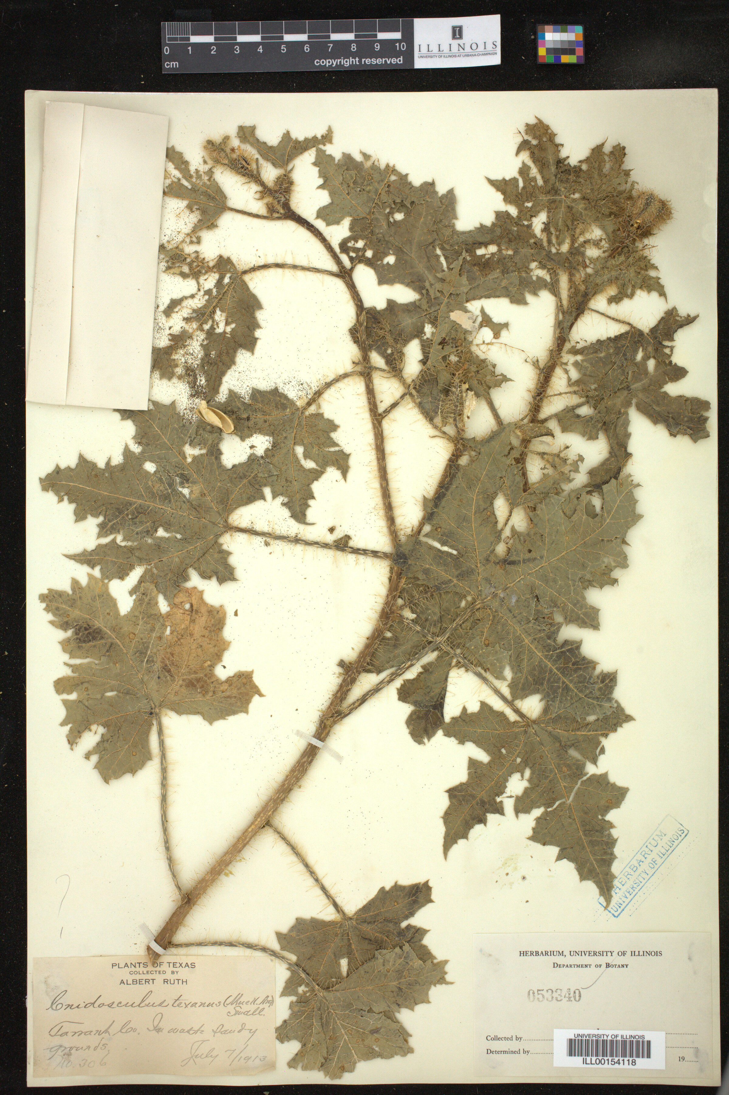 Cnidoscolus texanus image