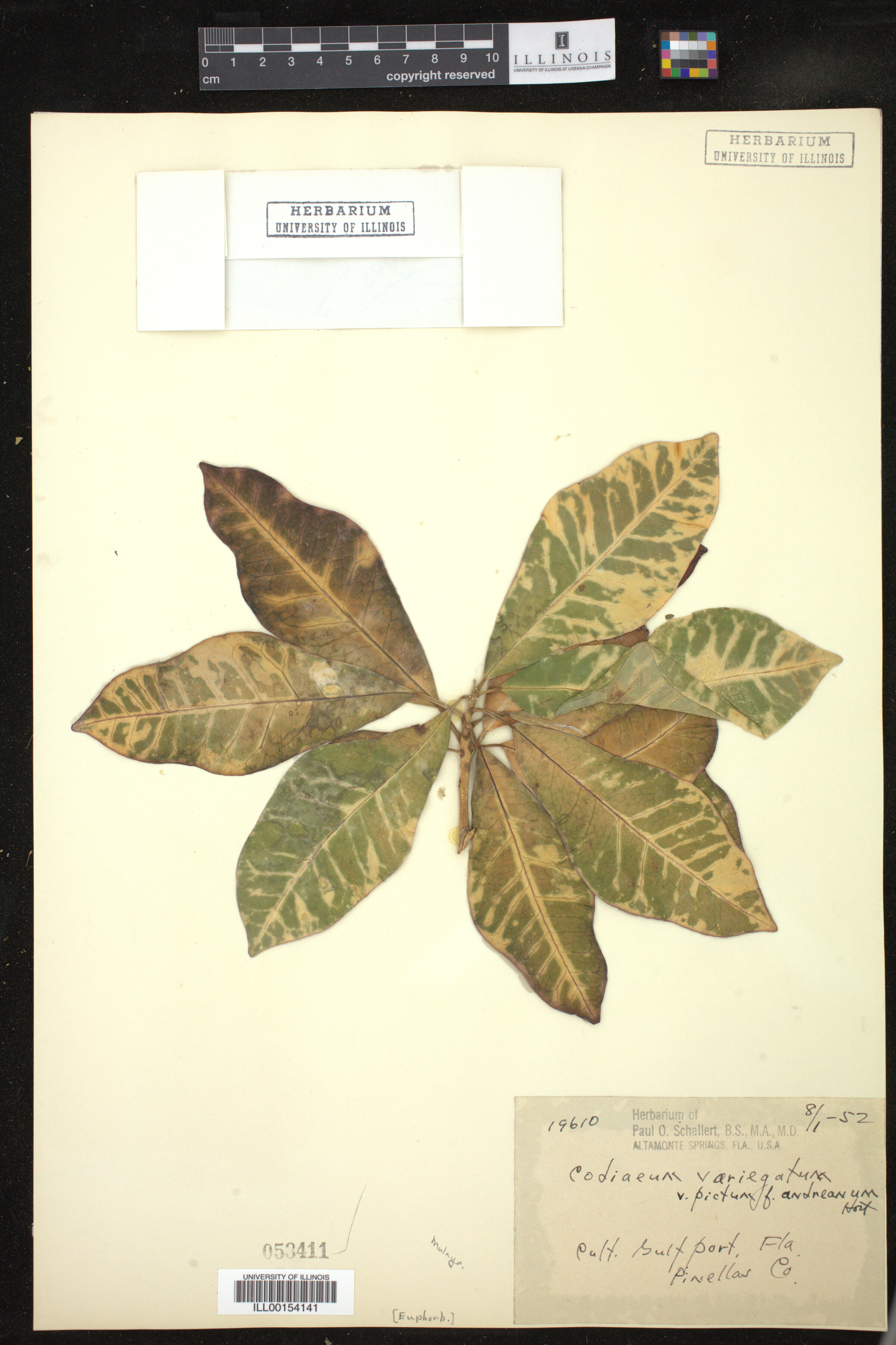 Codiaeum variegatum image