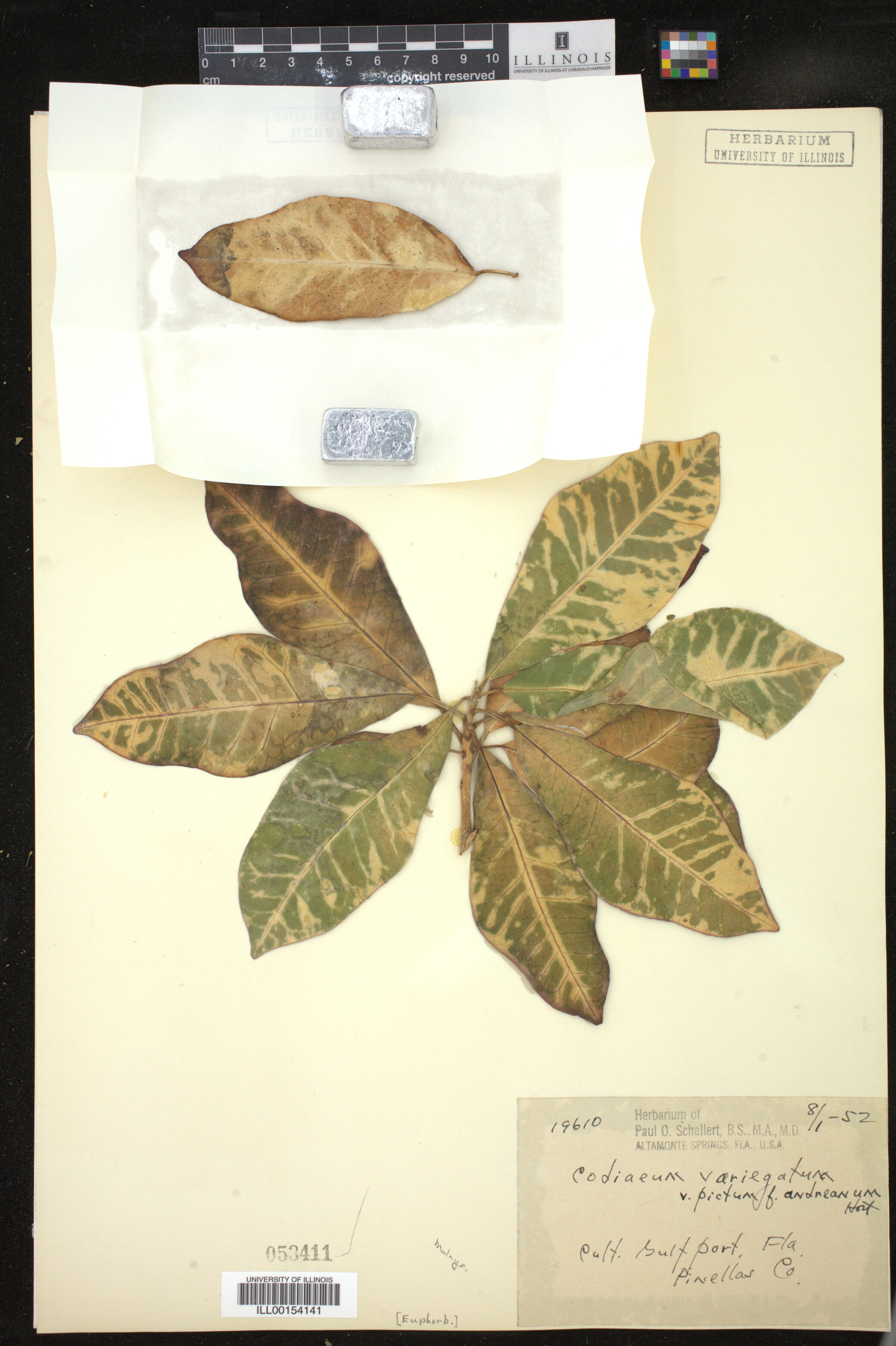 Codiaeum variegatum image