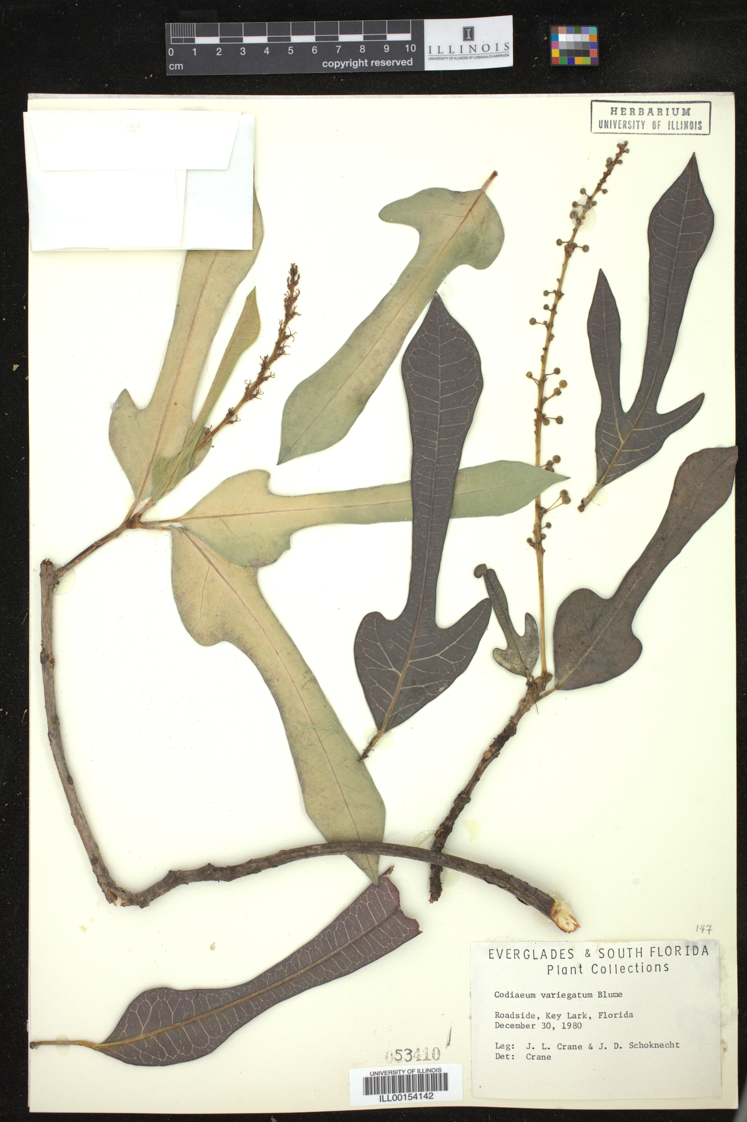 Codiaeum variegatum image