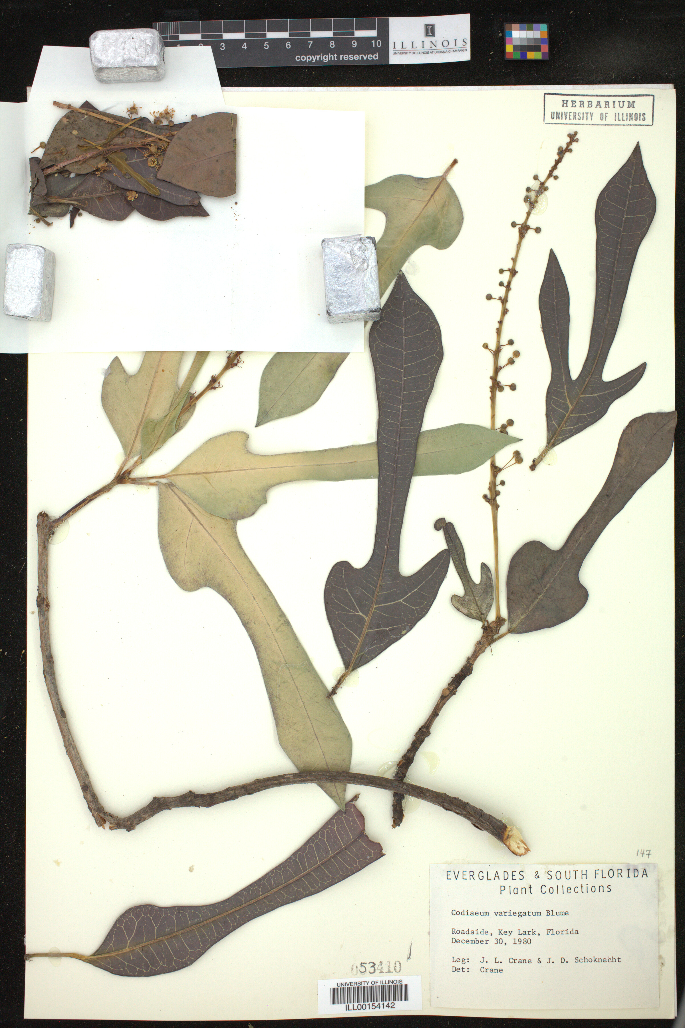 Codiaeum variegatum image