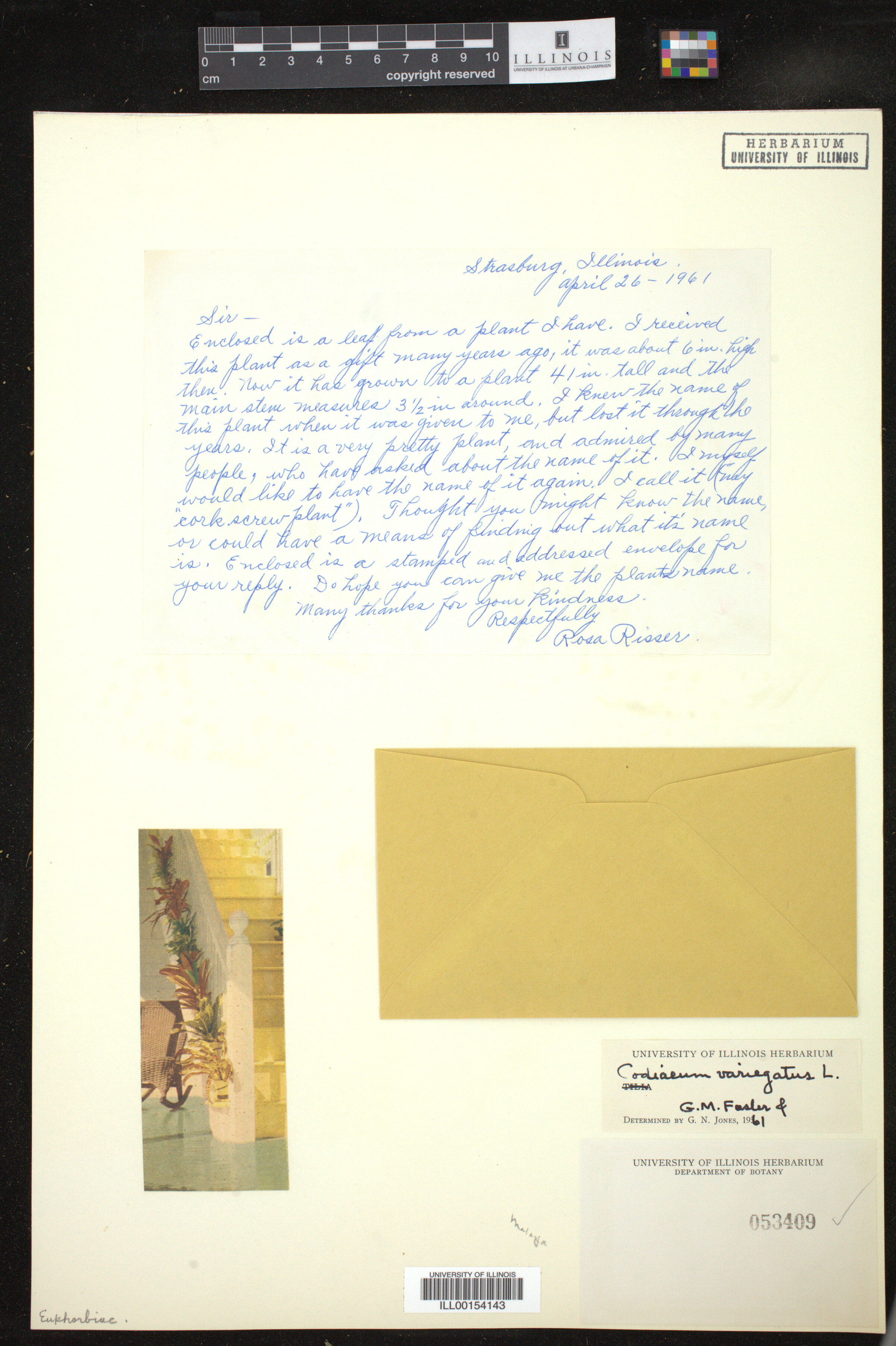 Codiaeum variegatum image