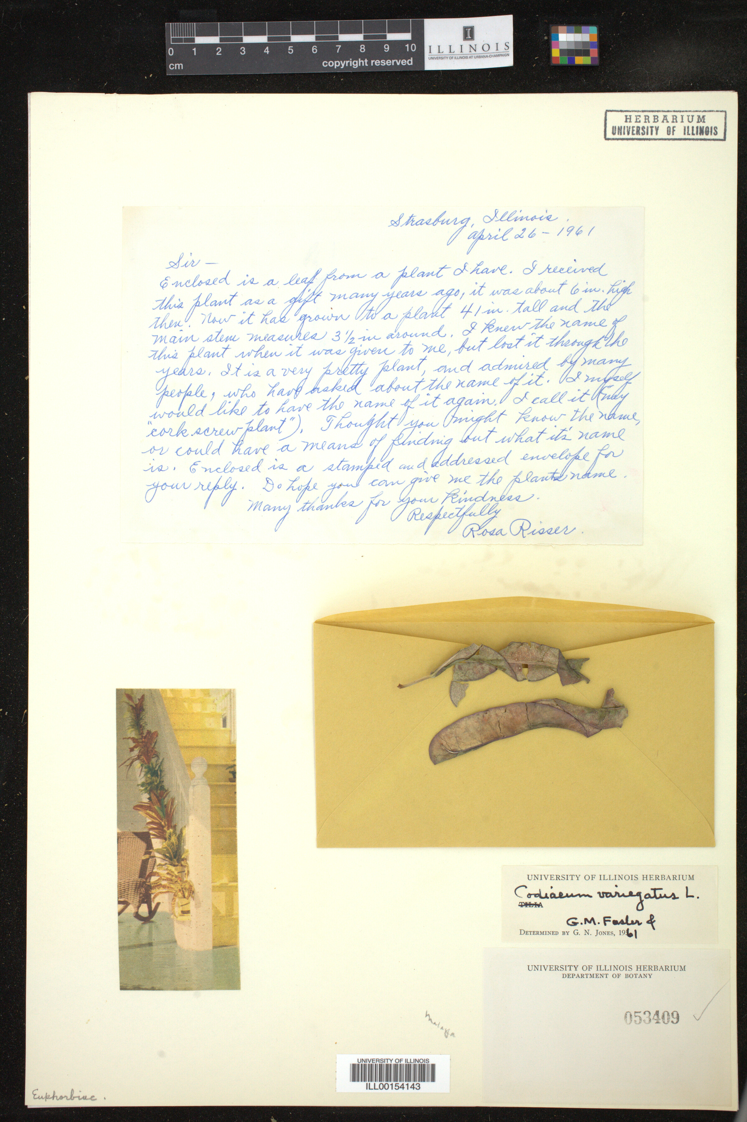 Codiaeum variegatum image