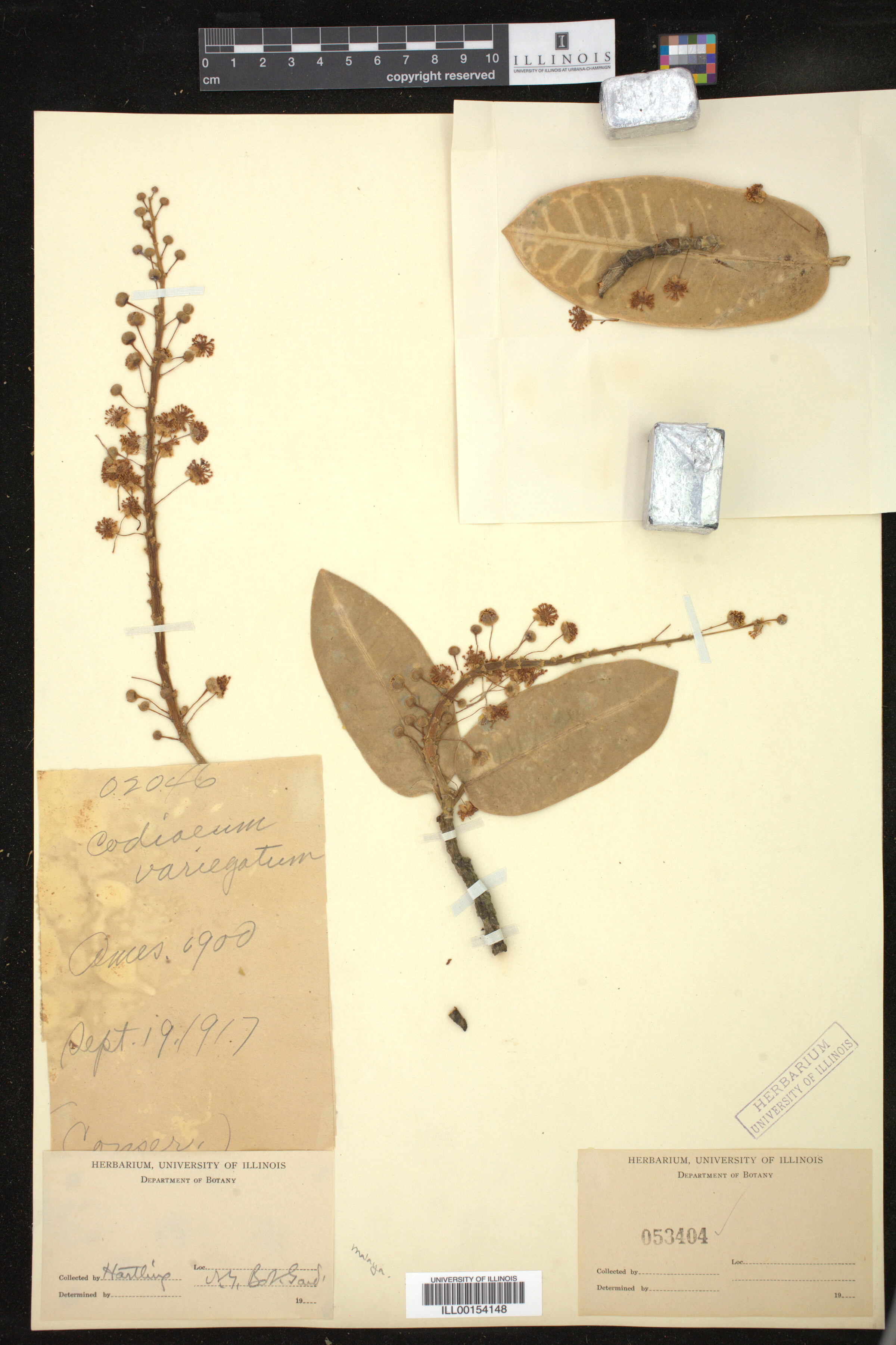 Codiaeum variegatum image