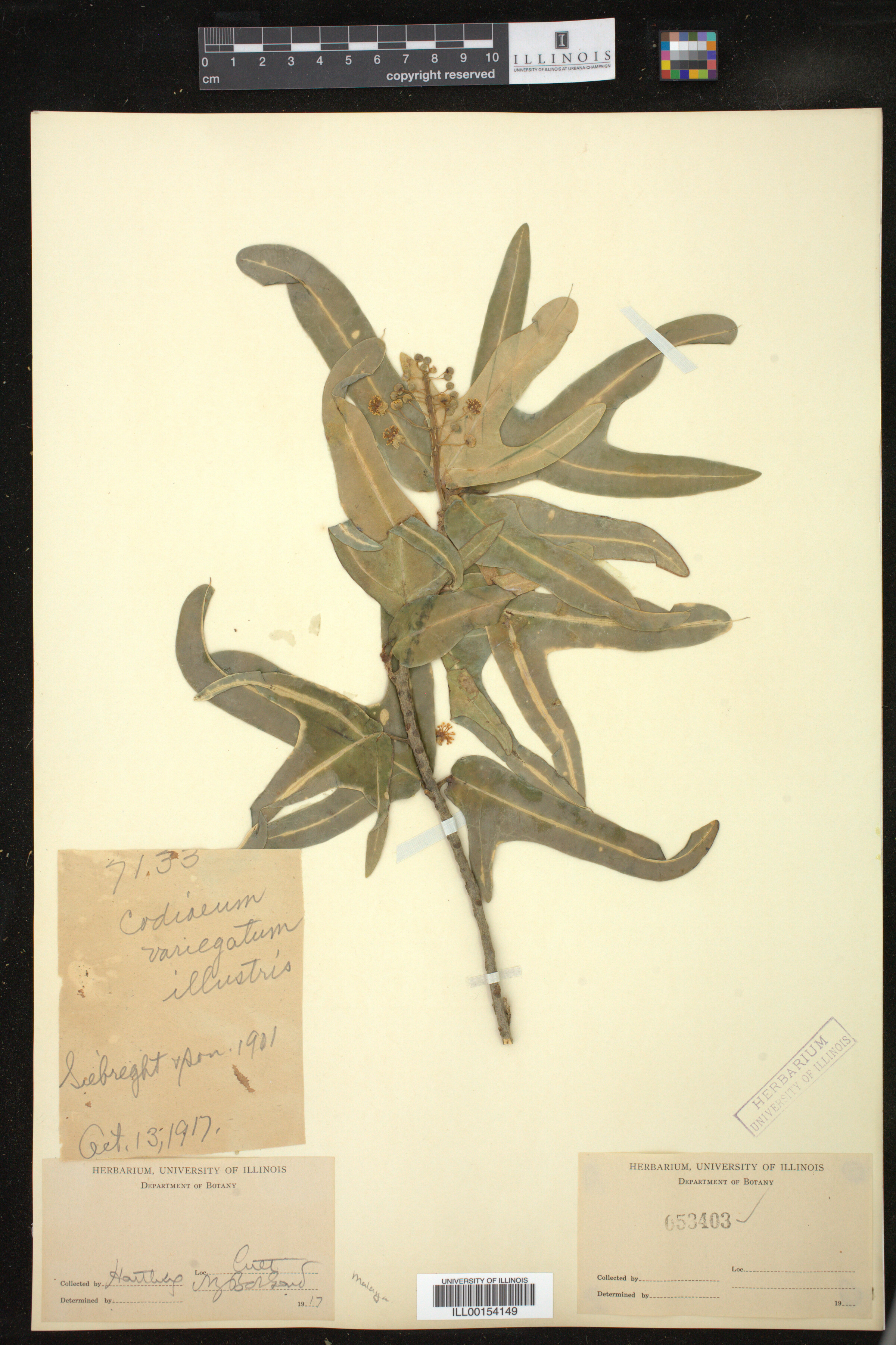 Codiaeum variegatum image