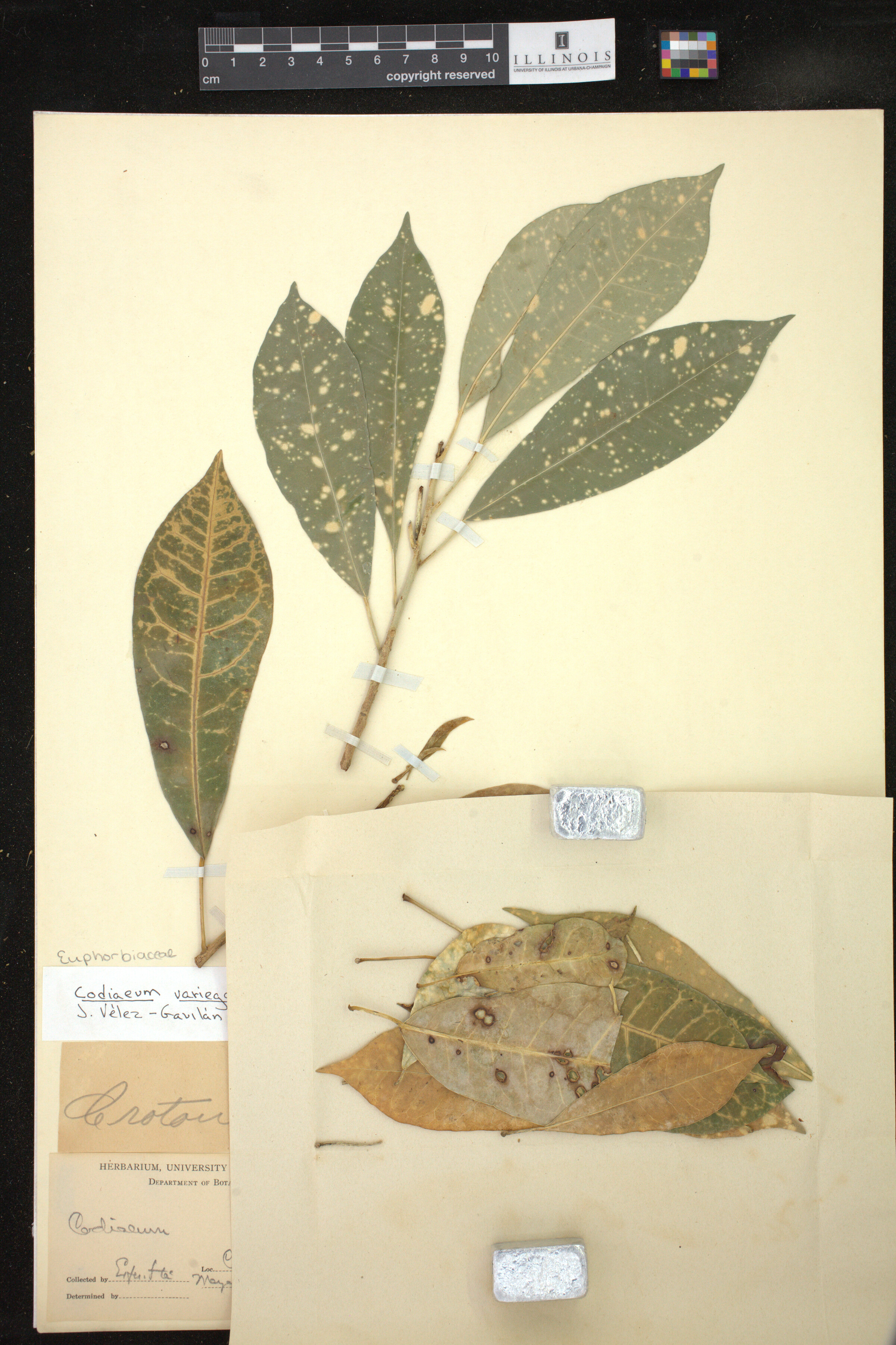 Codiaeum variegatum image