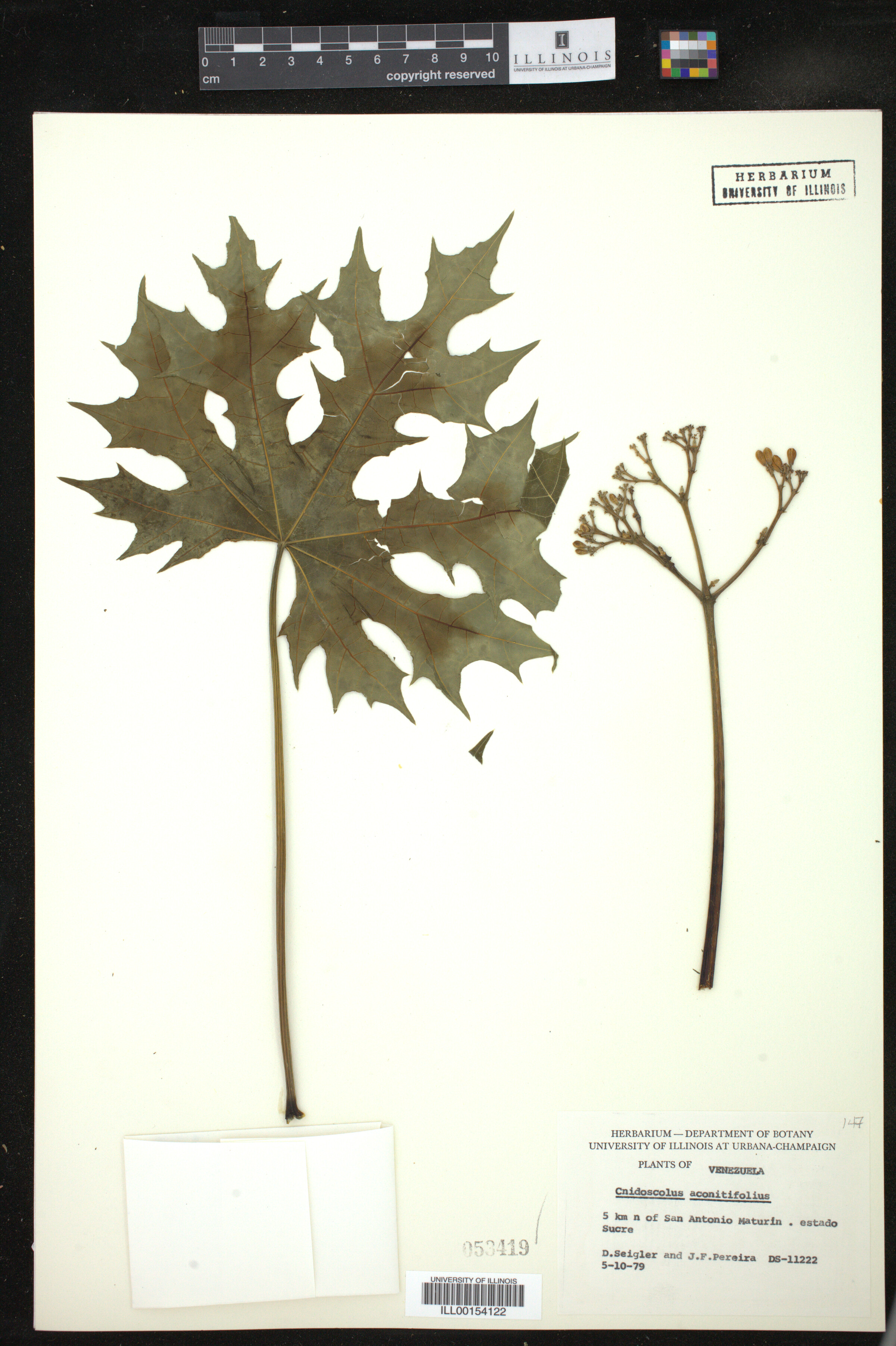 Cnidoscolus aconitifolius image