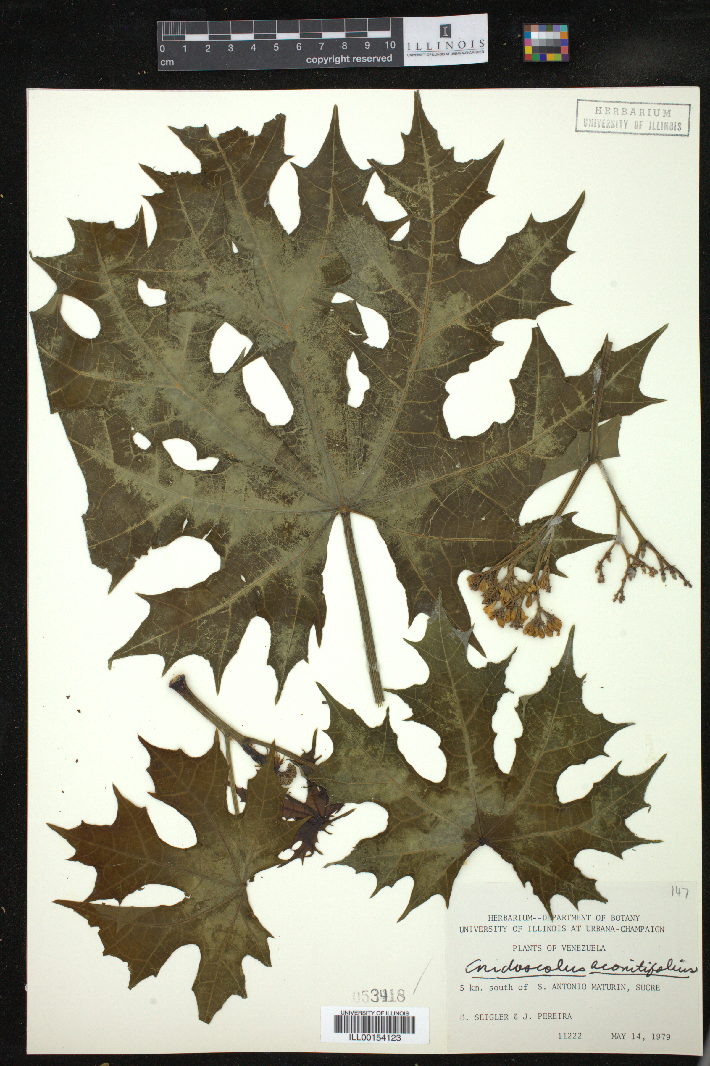 Cnidoscolus aconitifolius image