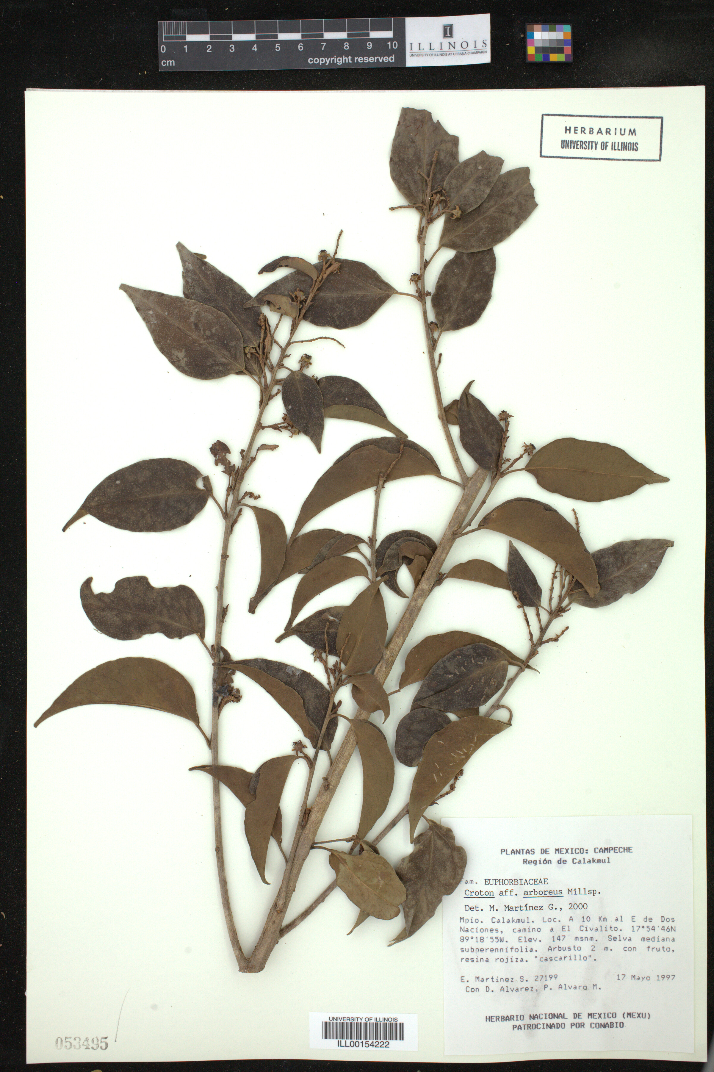 Croton arboreus image