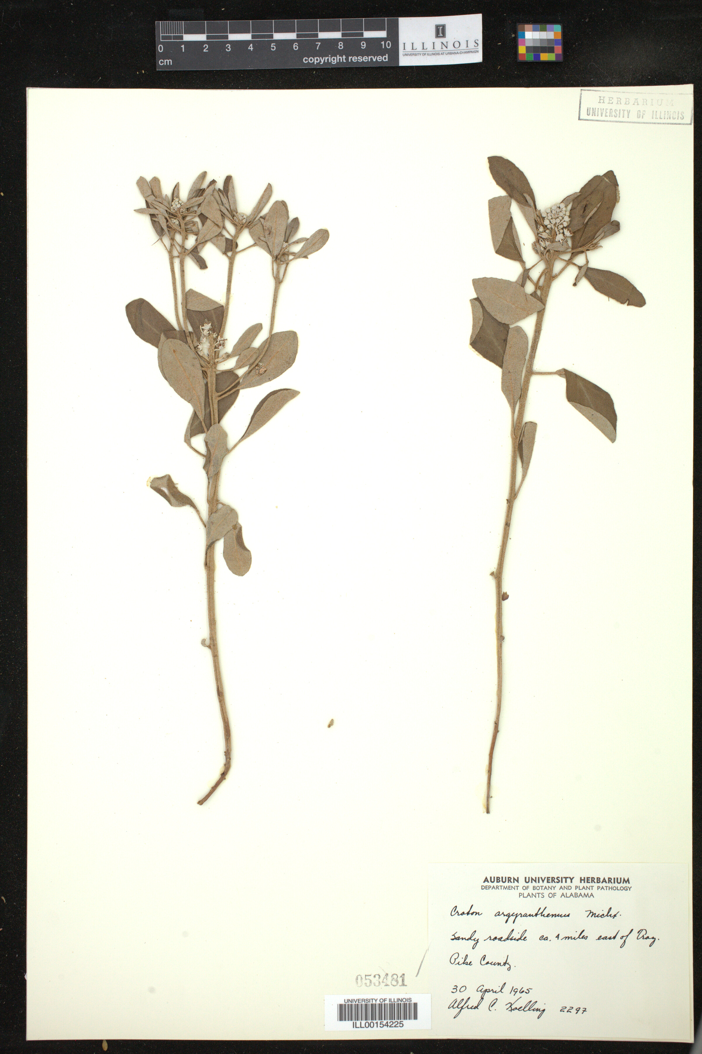 Croton argyranthemus image