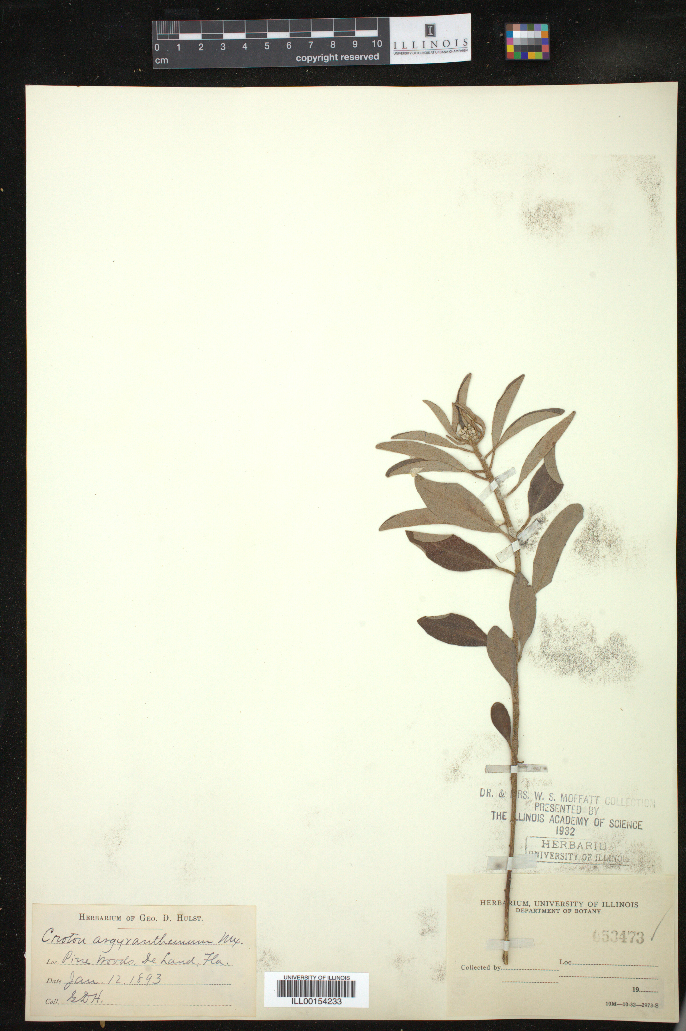 Croton argyranthemus image