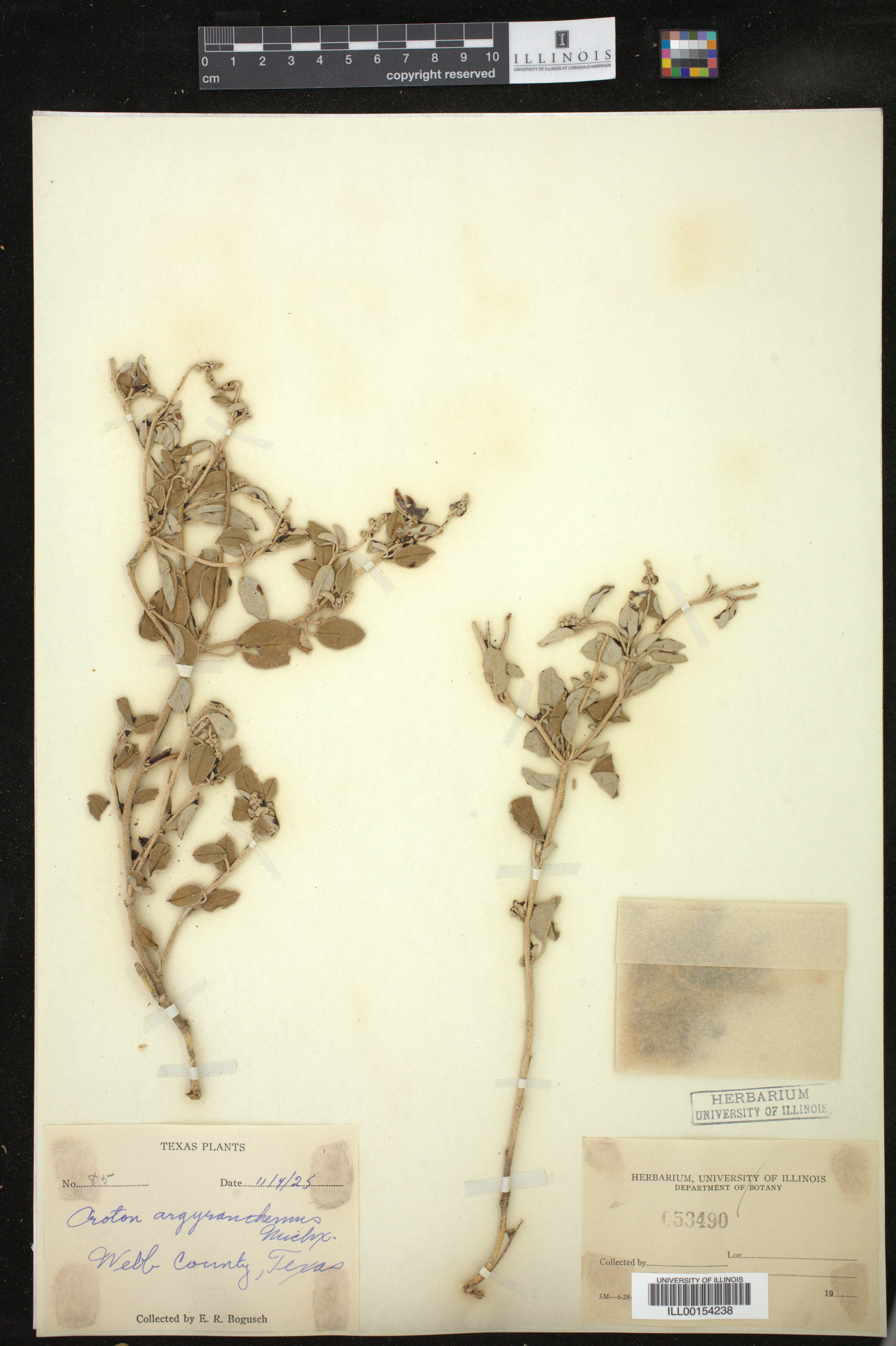 Croton argyranthemus image