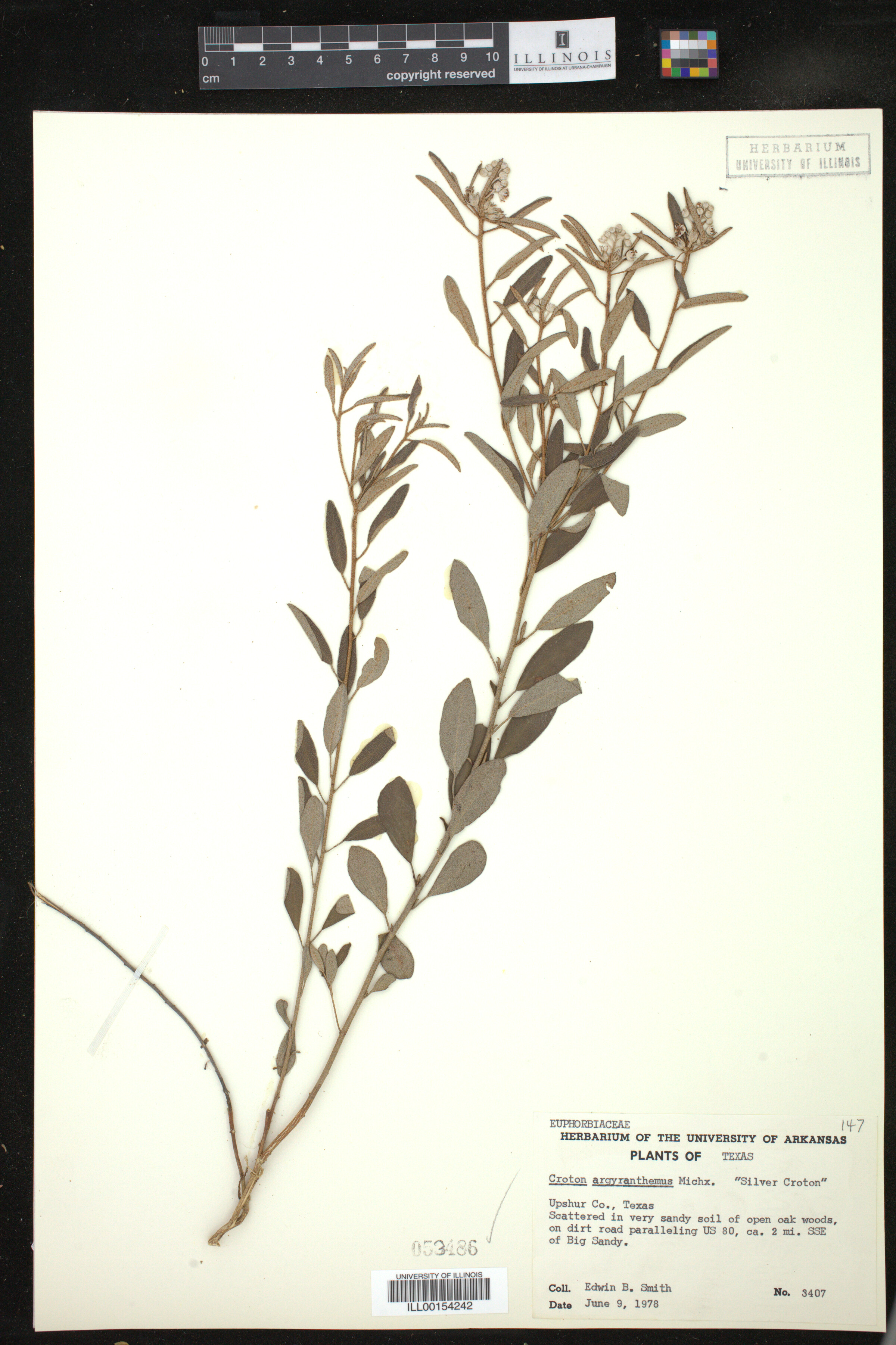 Croton argyranthemus image