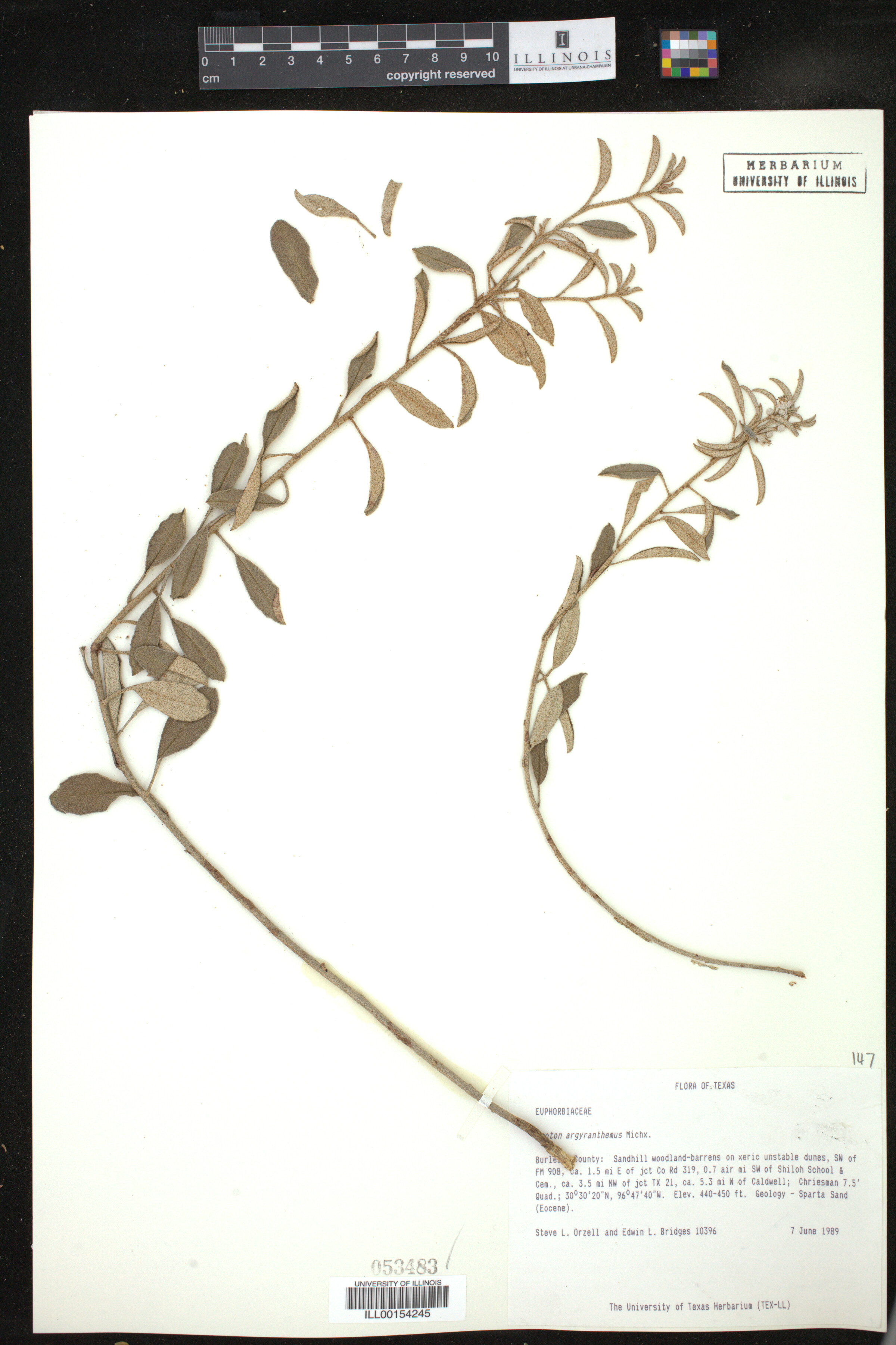 Croton argyranthemus image