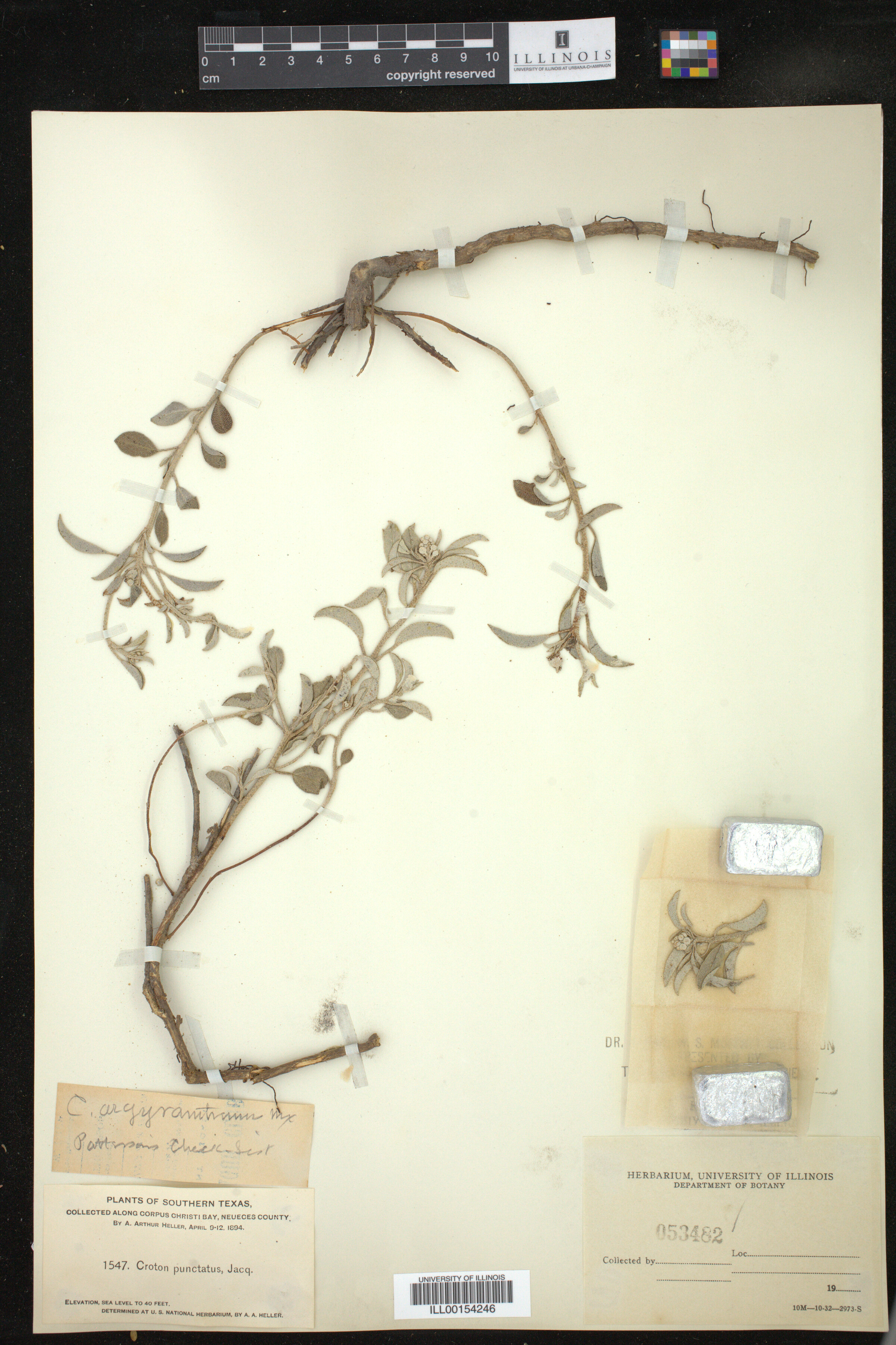 Croton argyranthemus image