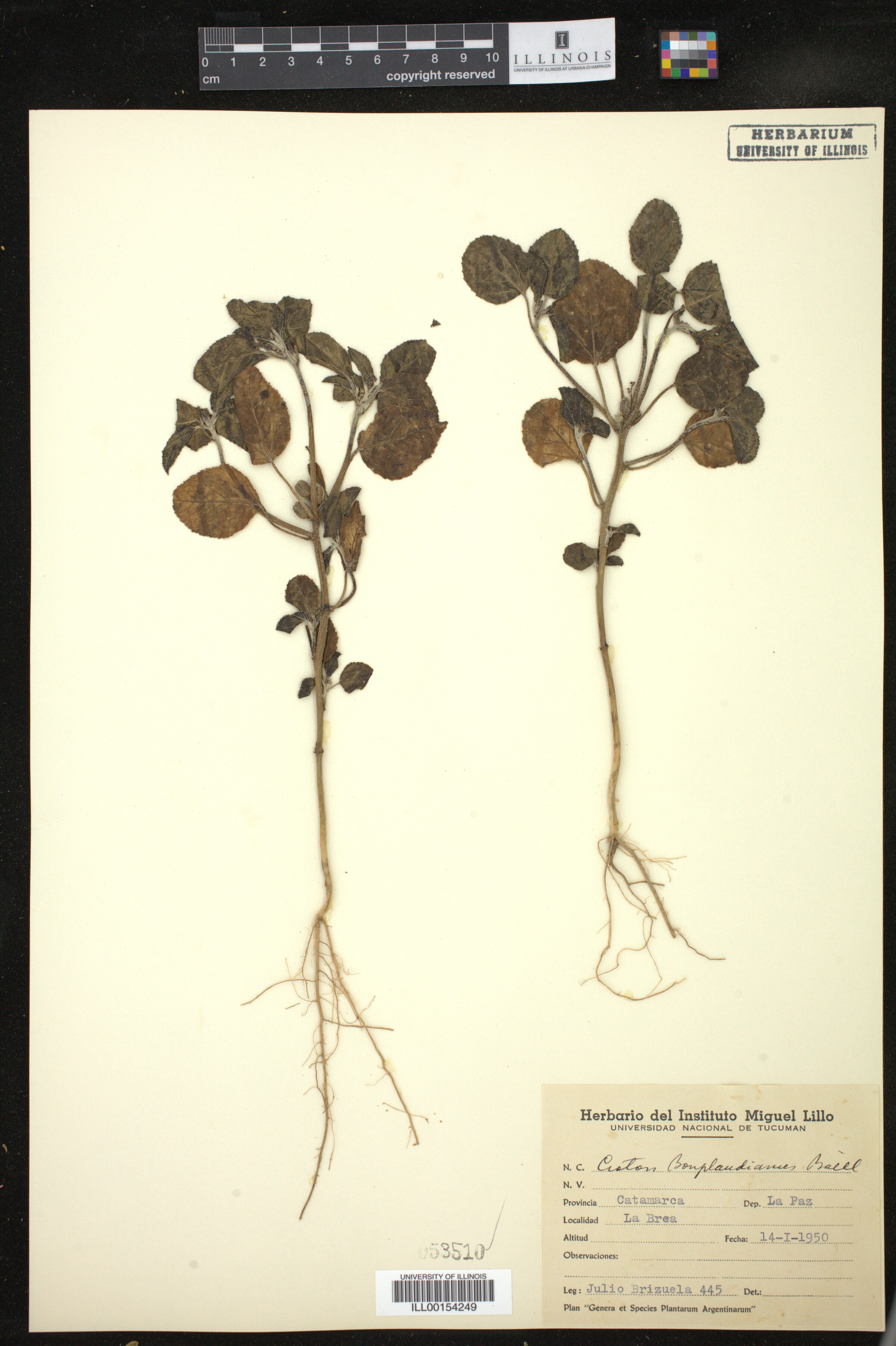 Croton bonplandianus image