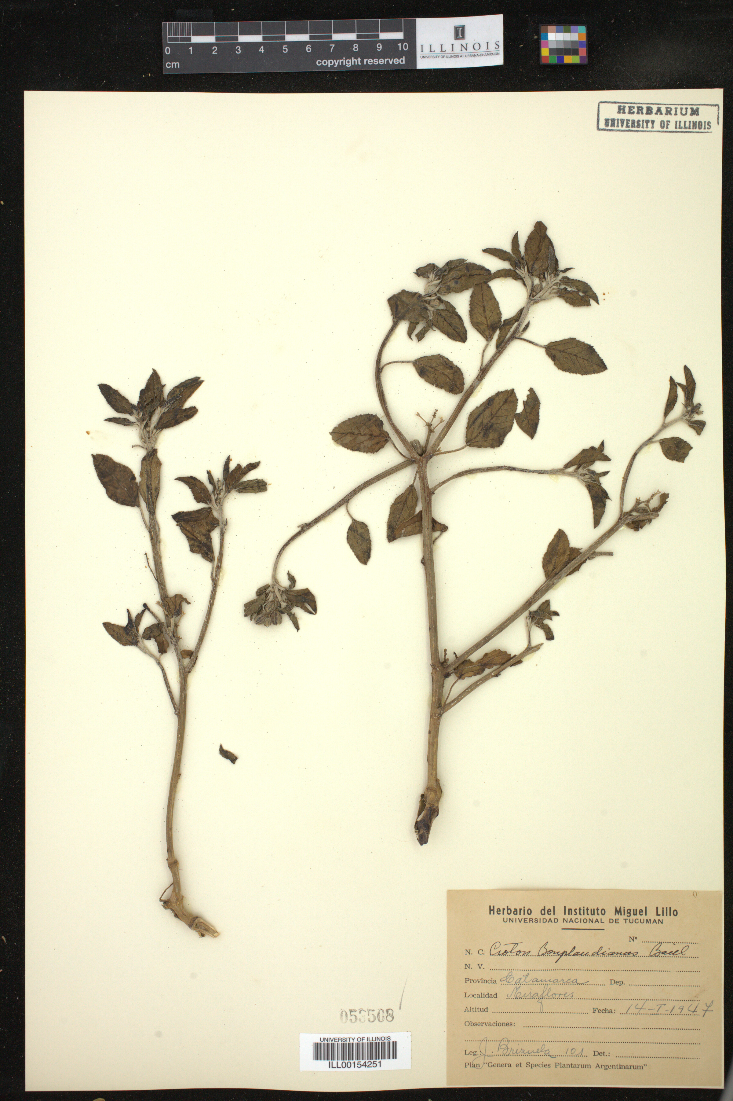 Croton bonplandianus image