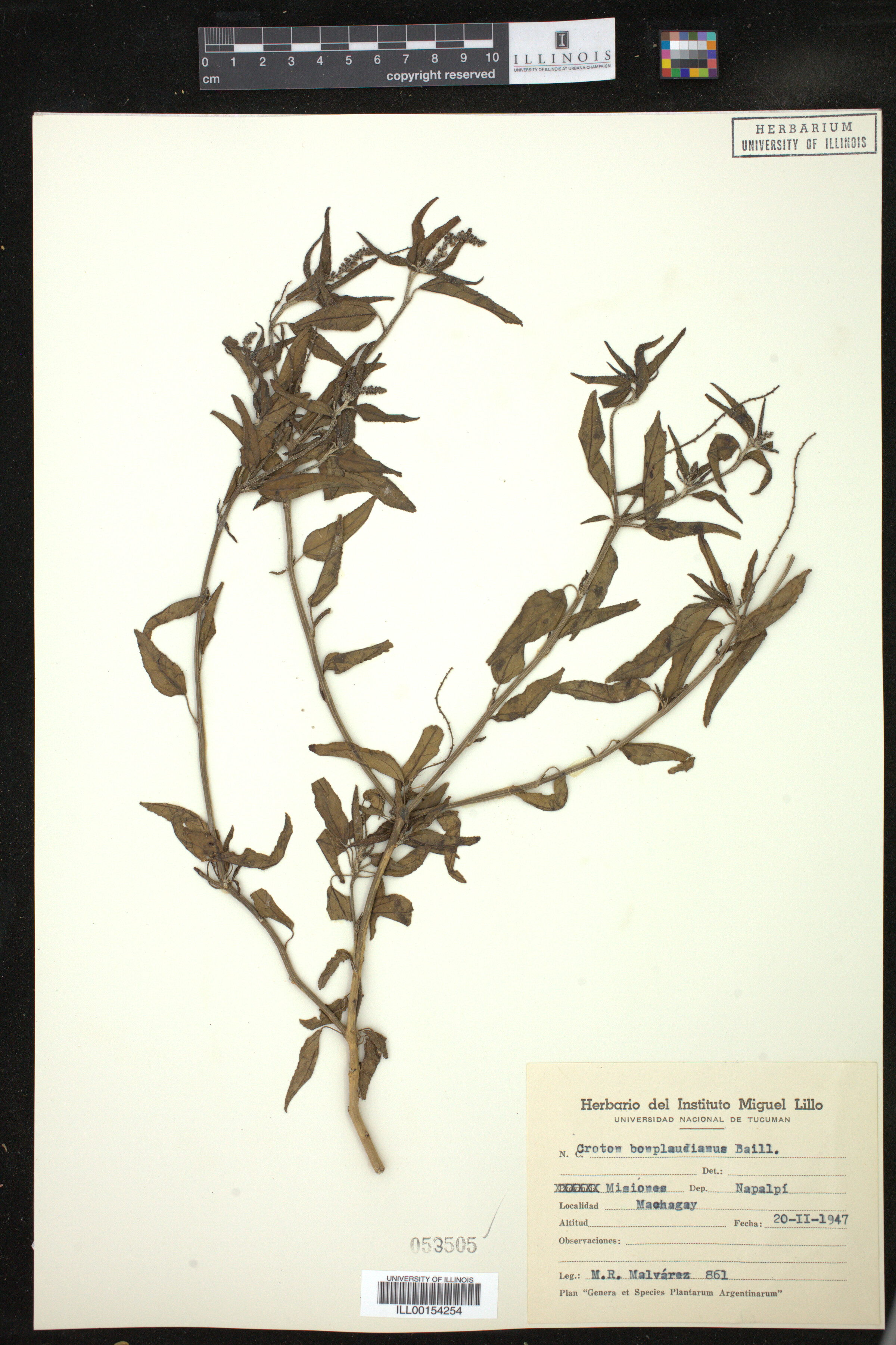 Croton bonplandianus image
