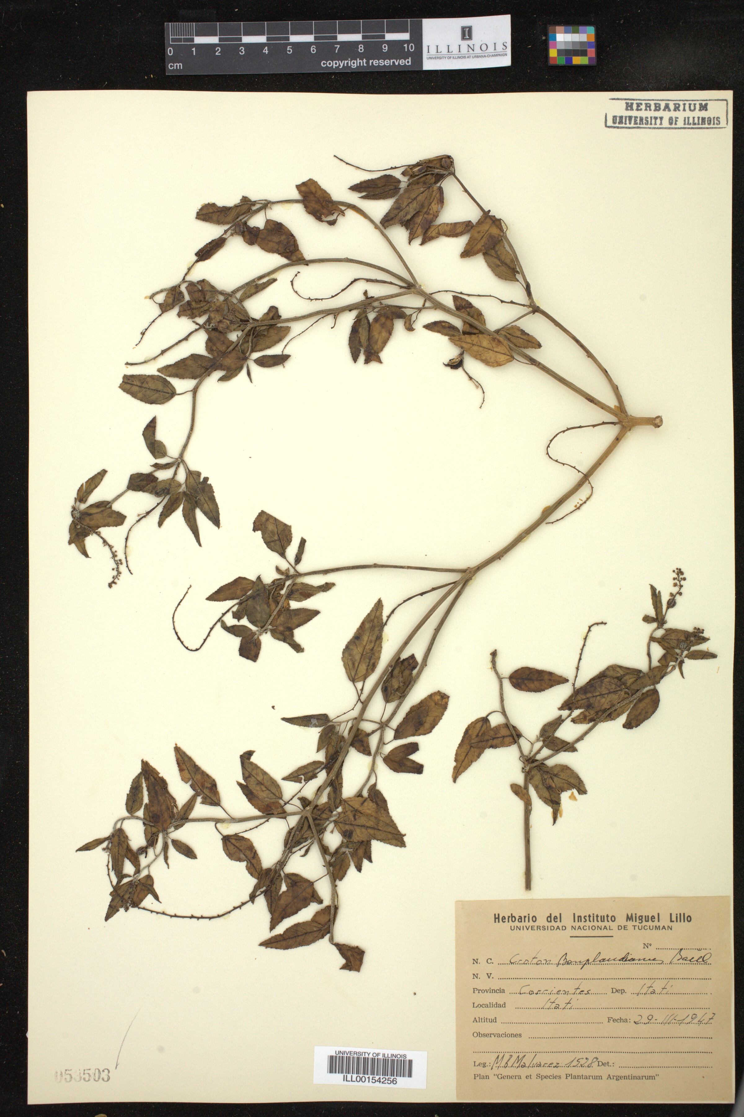 Croton bonplandianus image