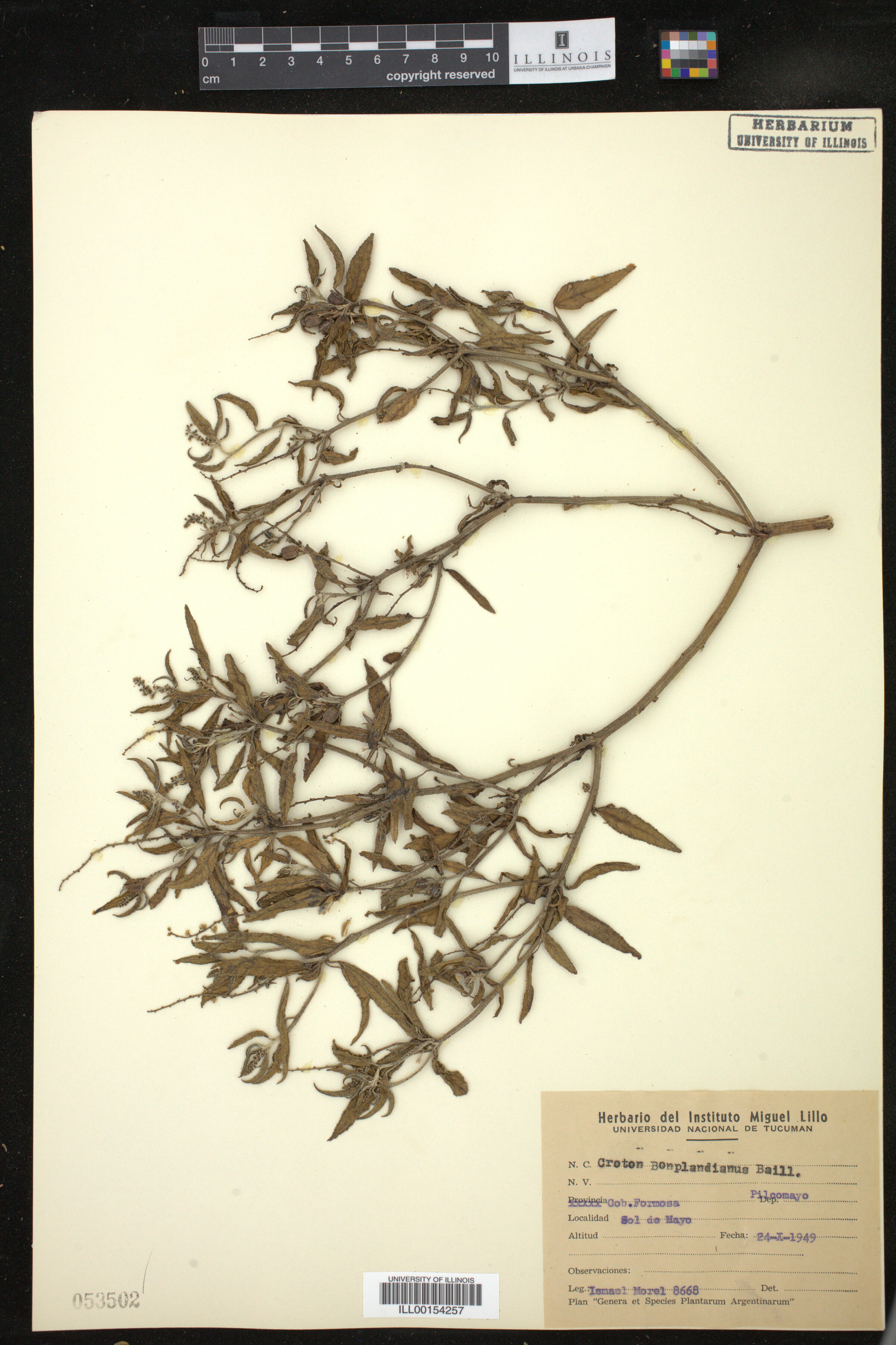 Croton bonplandianus image