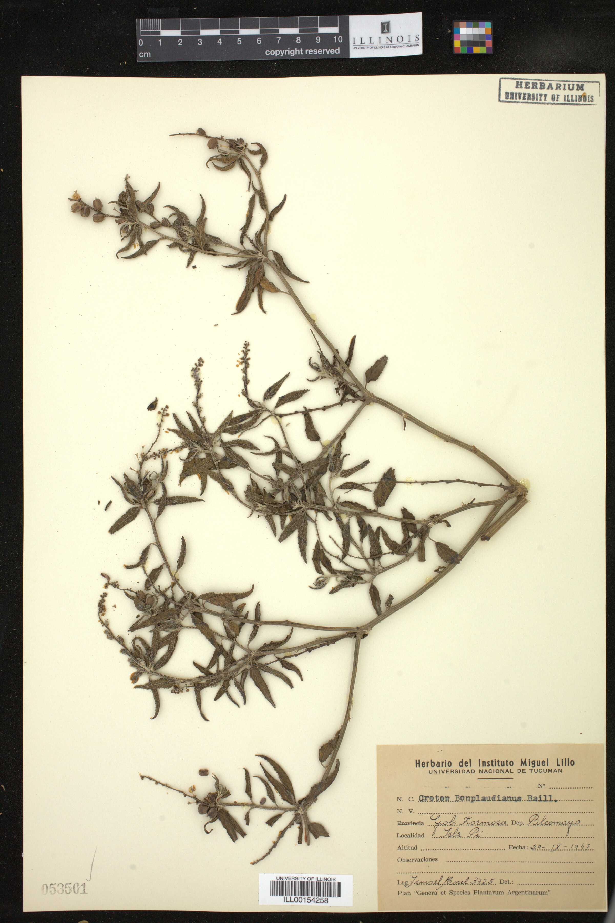 Croton bonplandianus image