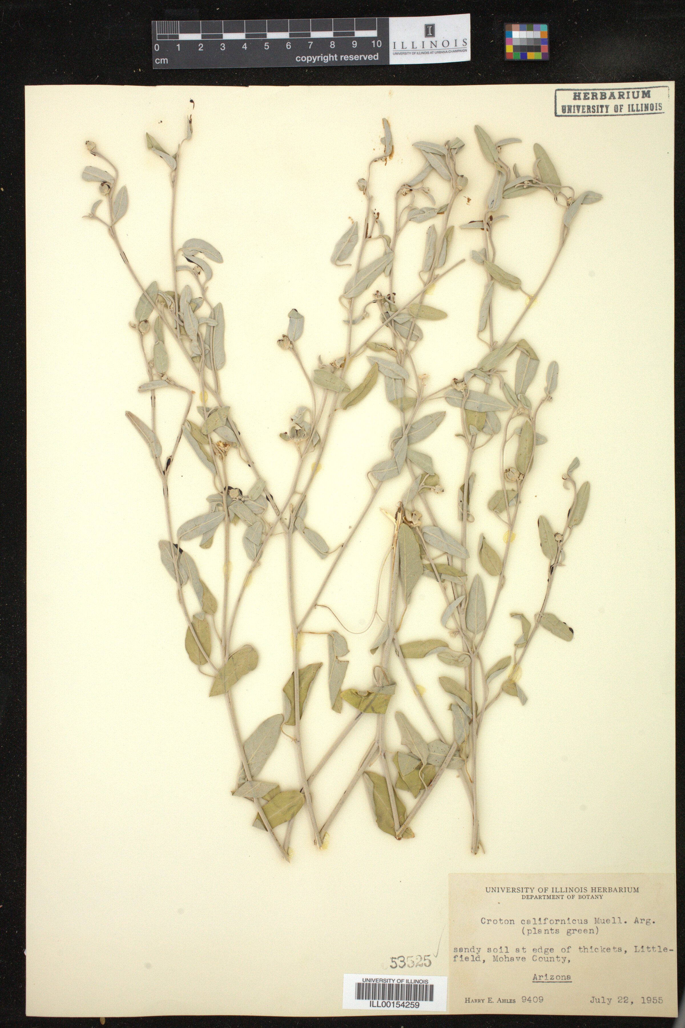 Croton californicus image