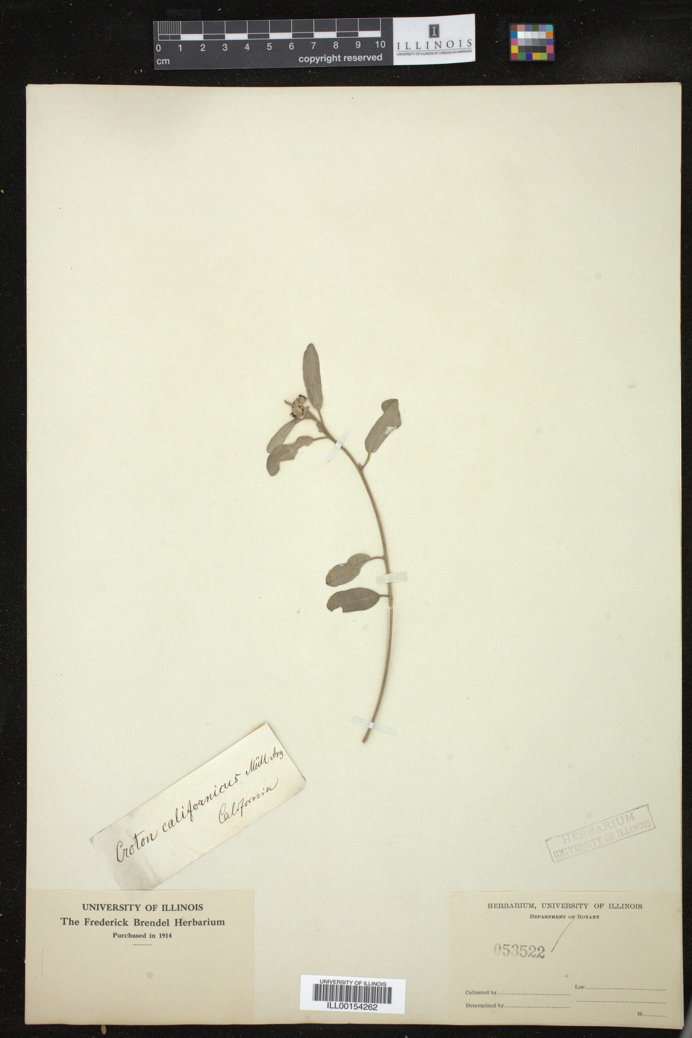 Croton californicus image