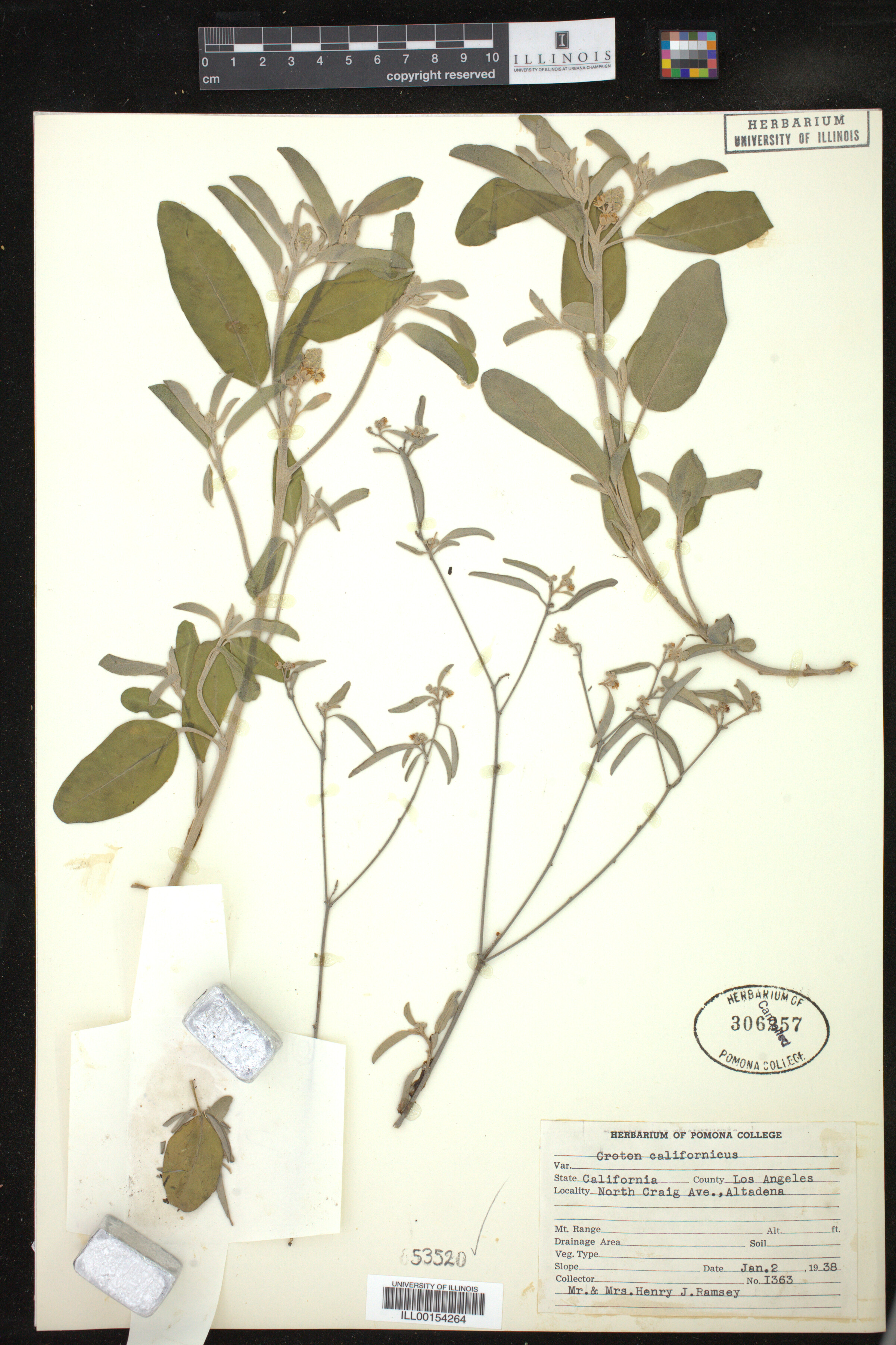 Croton californicus image