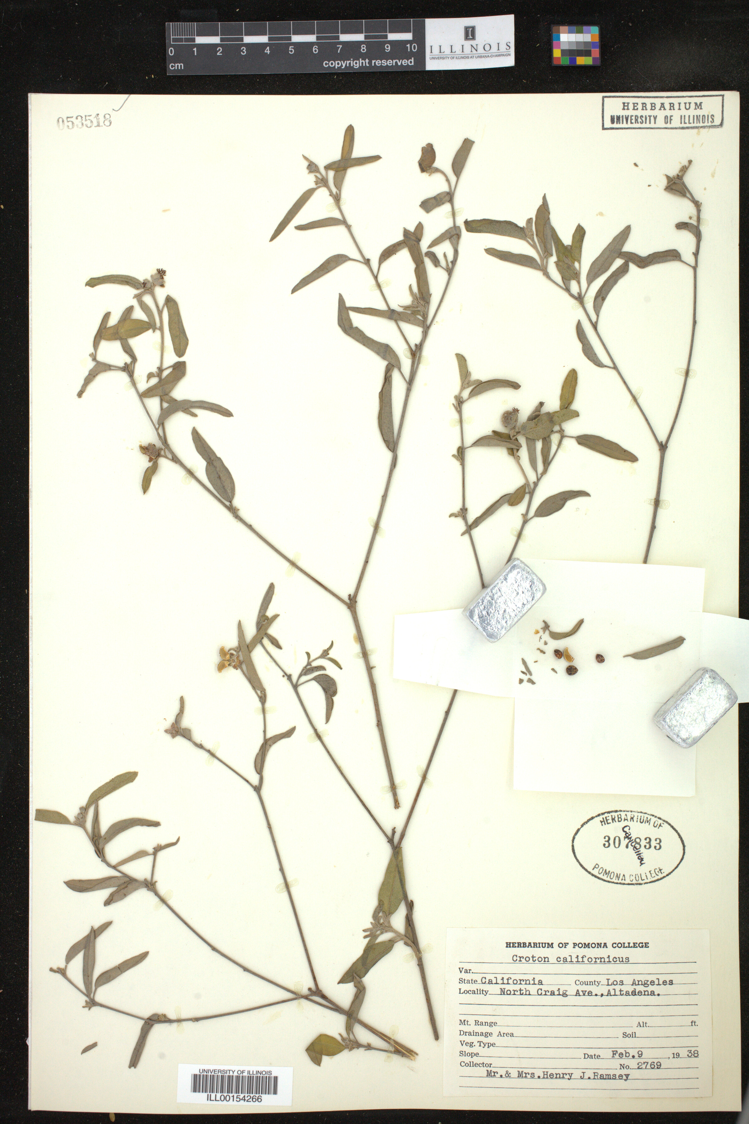 Croton californicus image