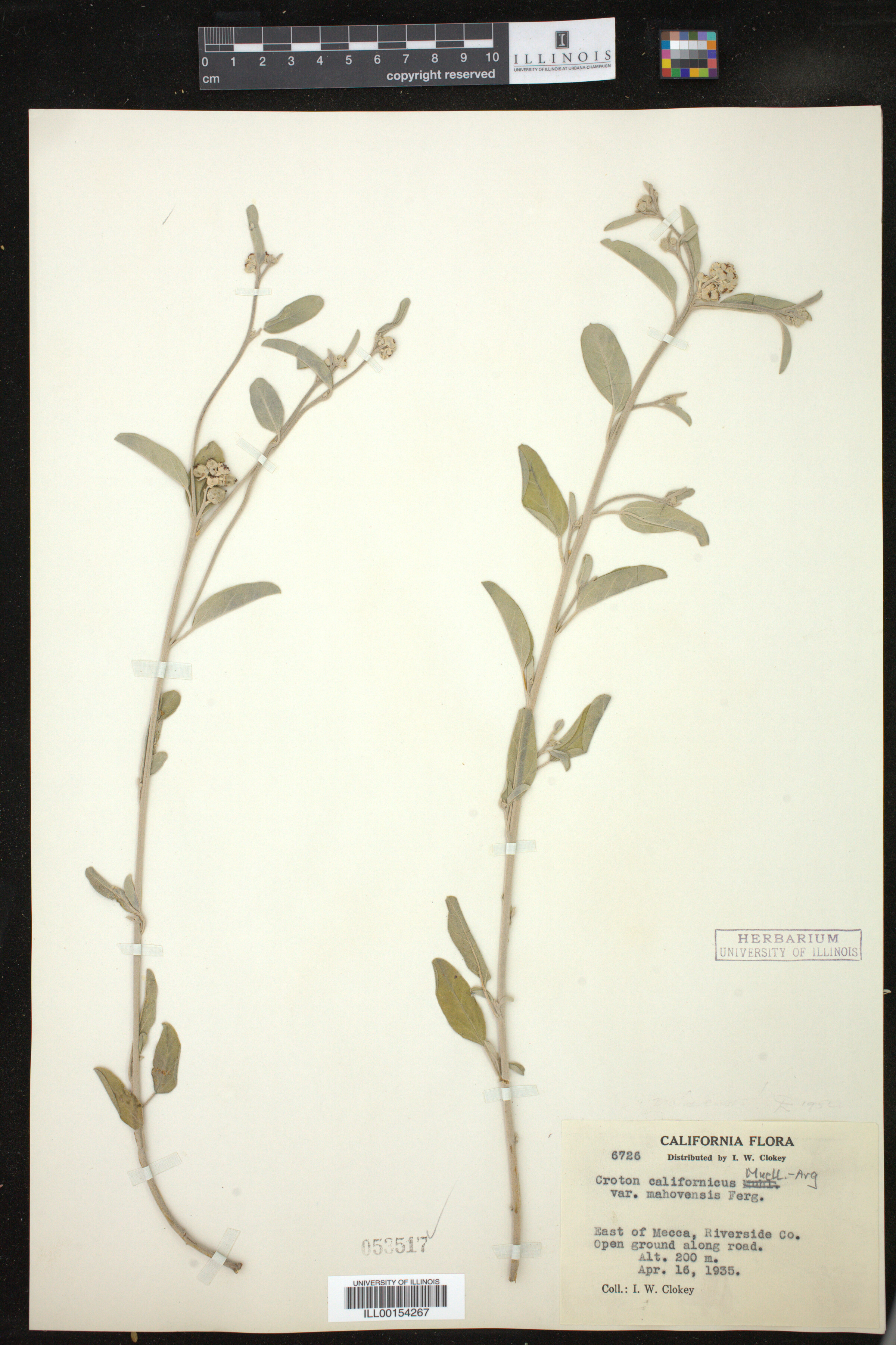 Croton californicus image