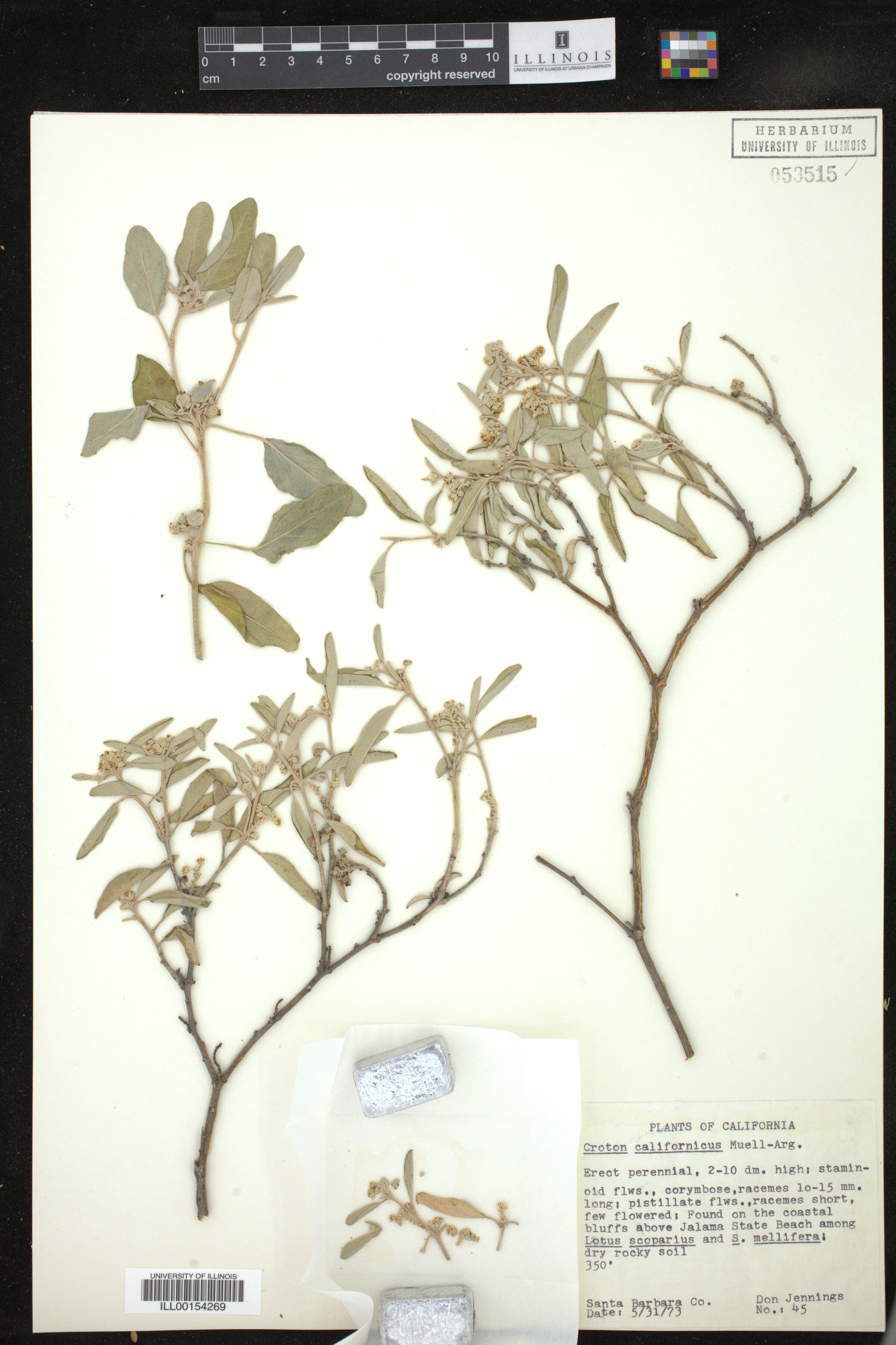 Croton californicus image