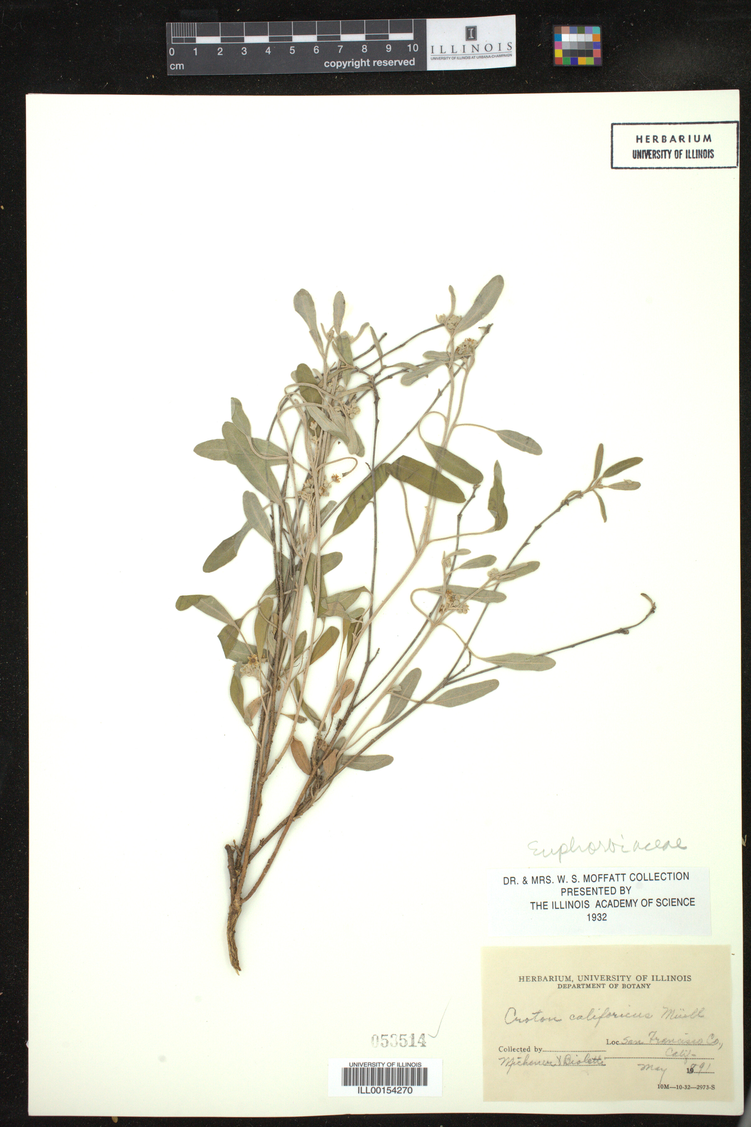 Croton californicus image