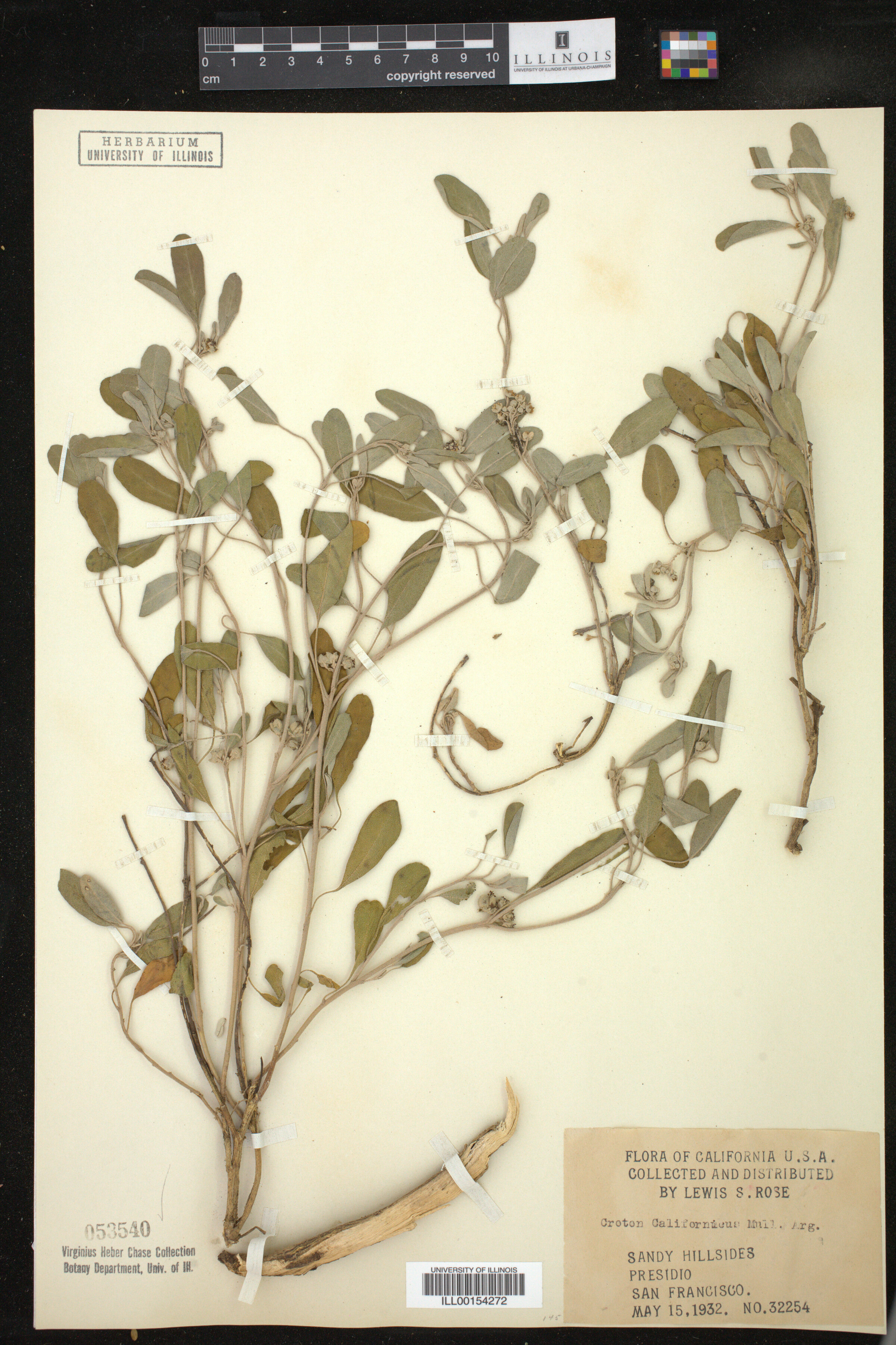 Croton californicus image