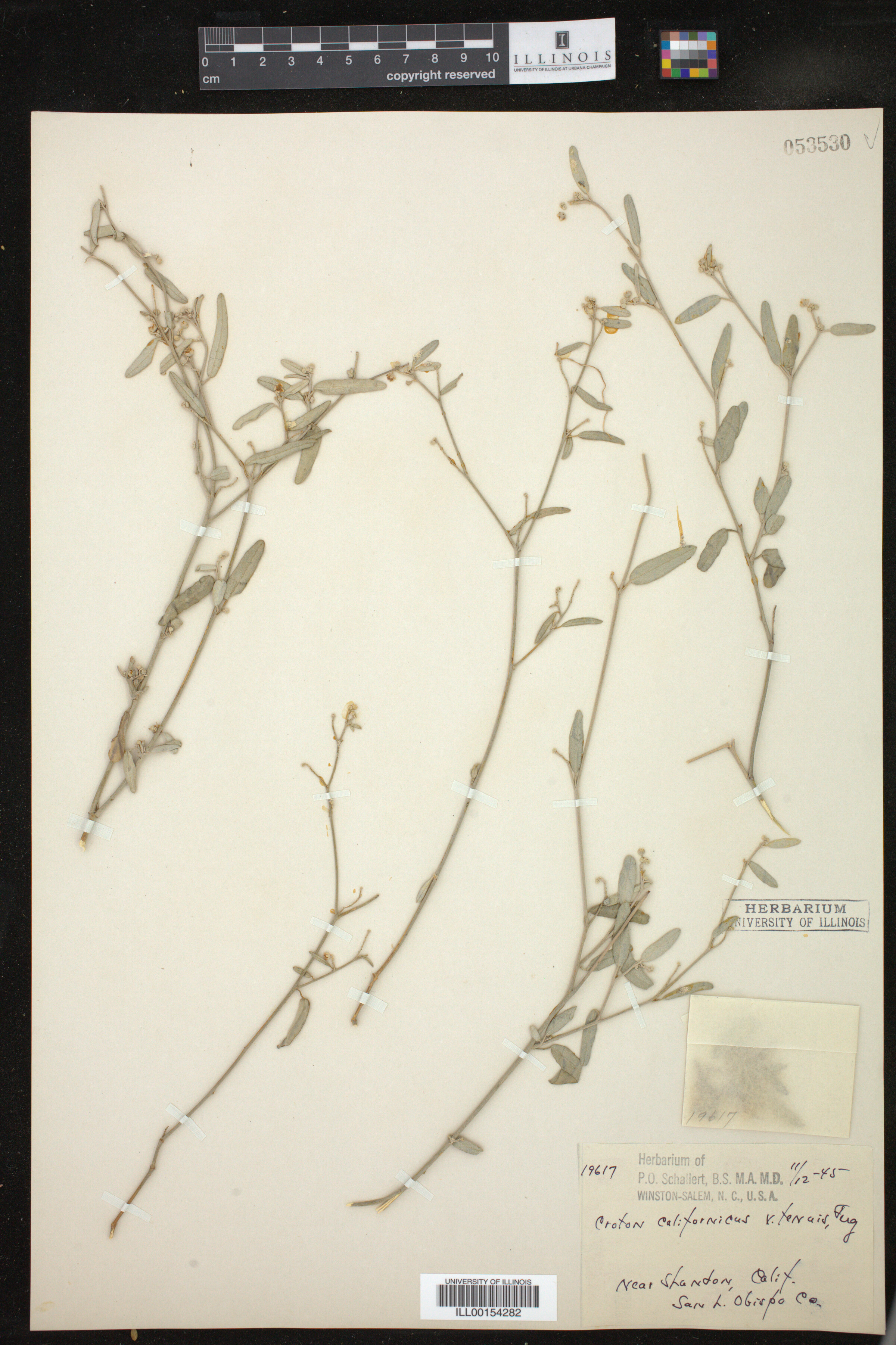 Croton californicus image