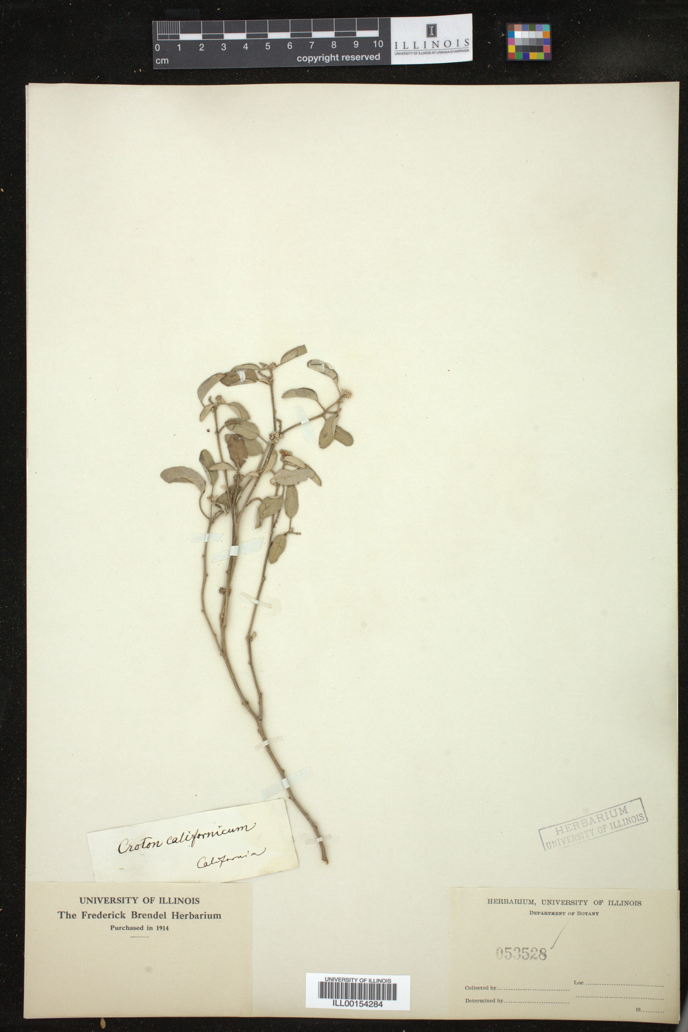 Croton californicus image