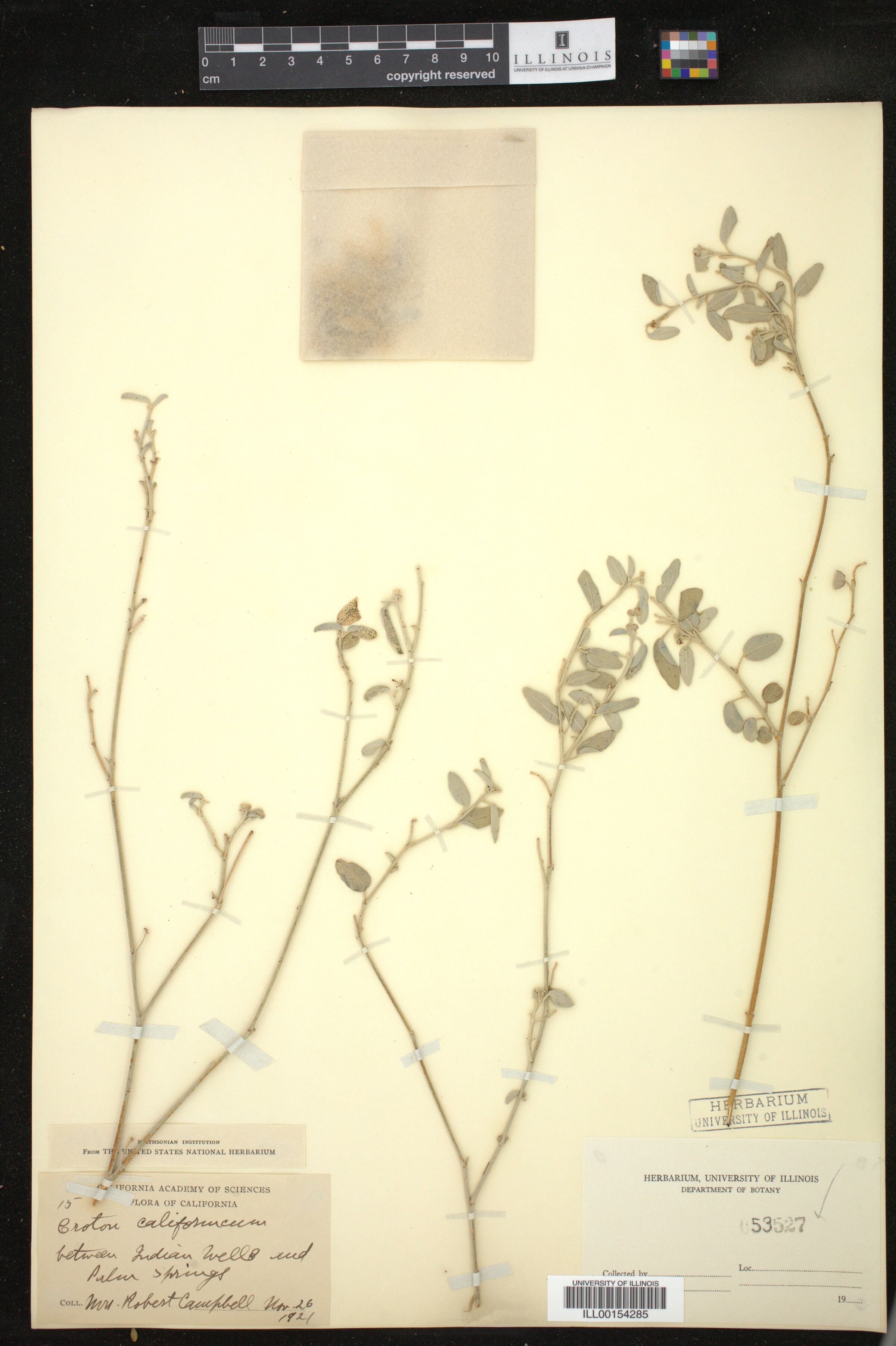 Croton californicus image