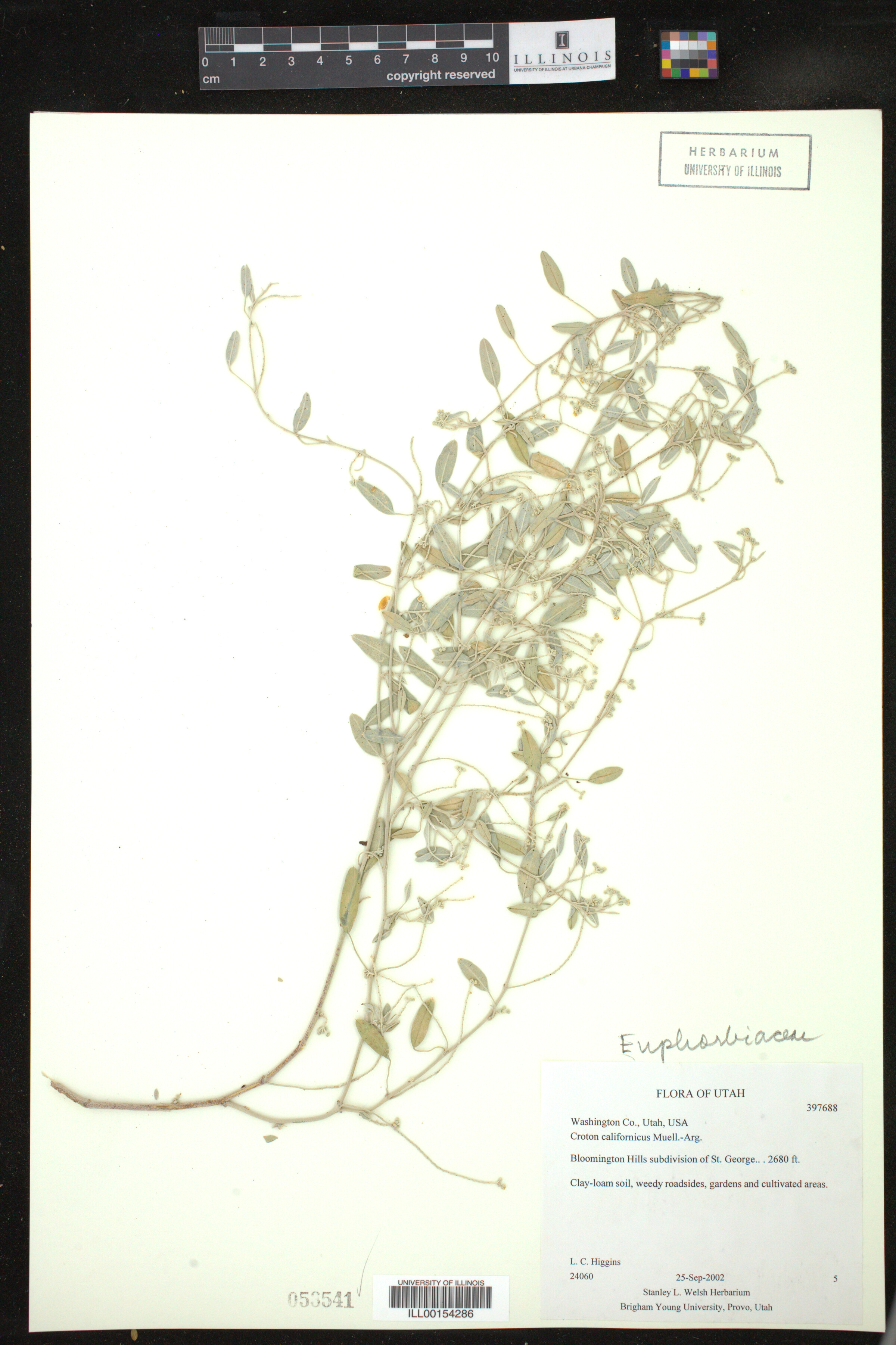Croton californicus image