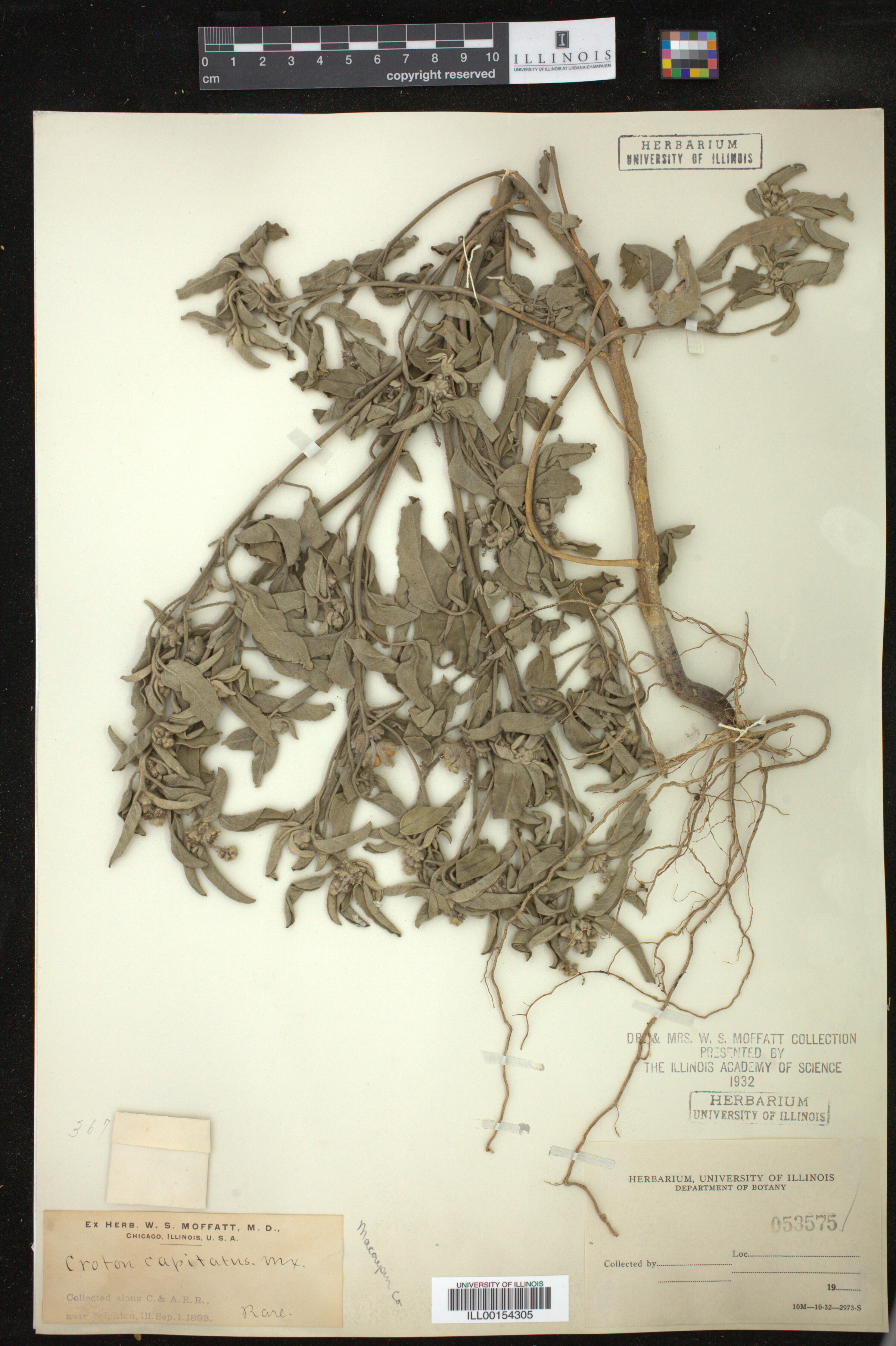 Croton capitatus image