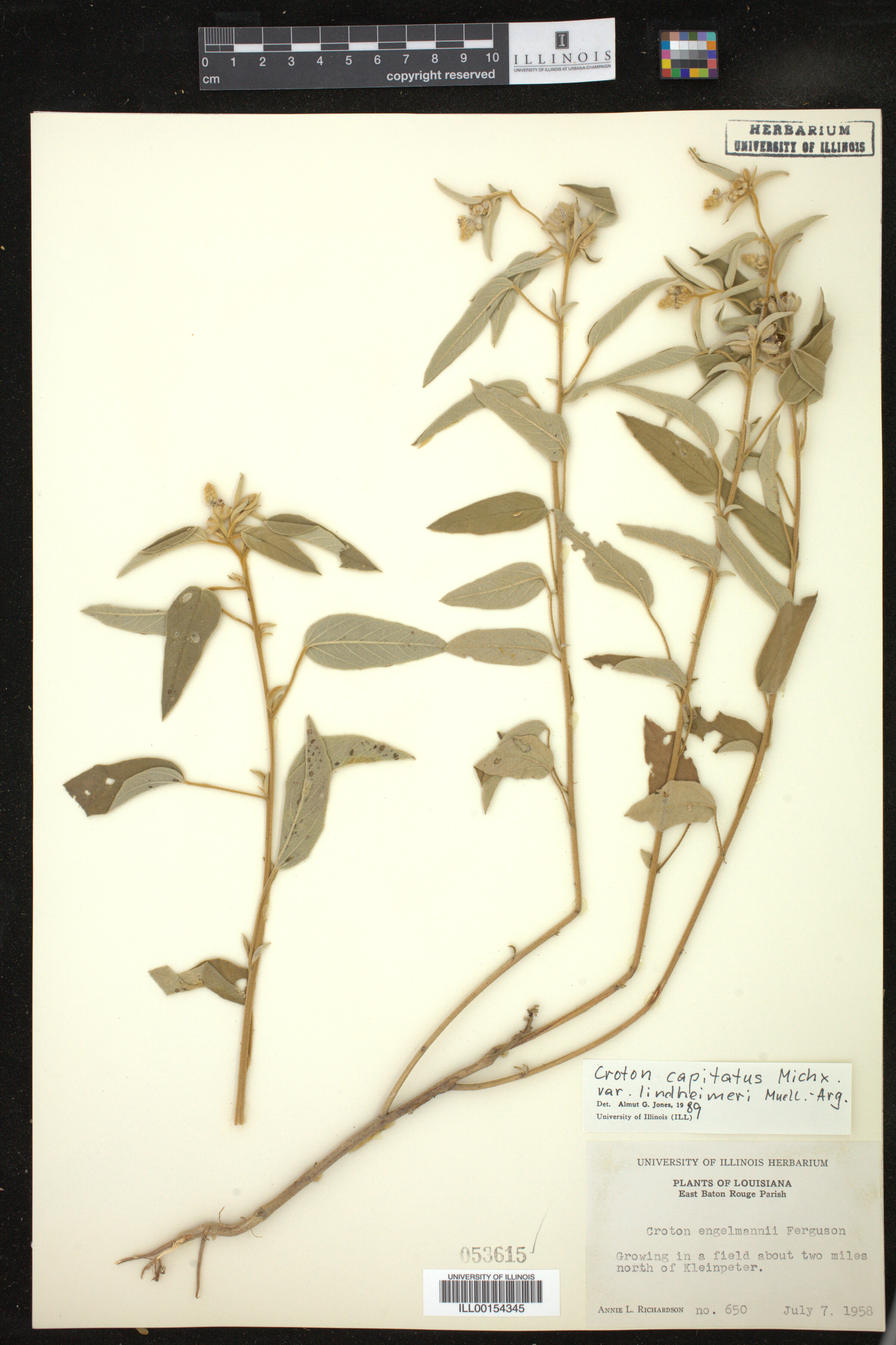 Croton lindheimeri image