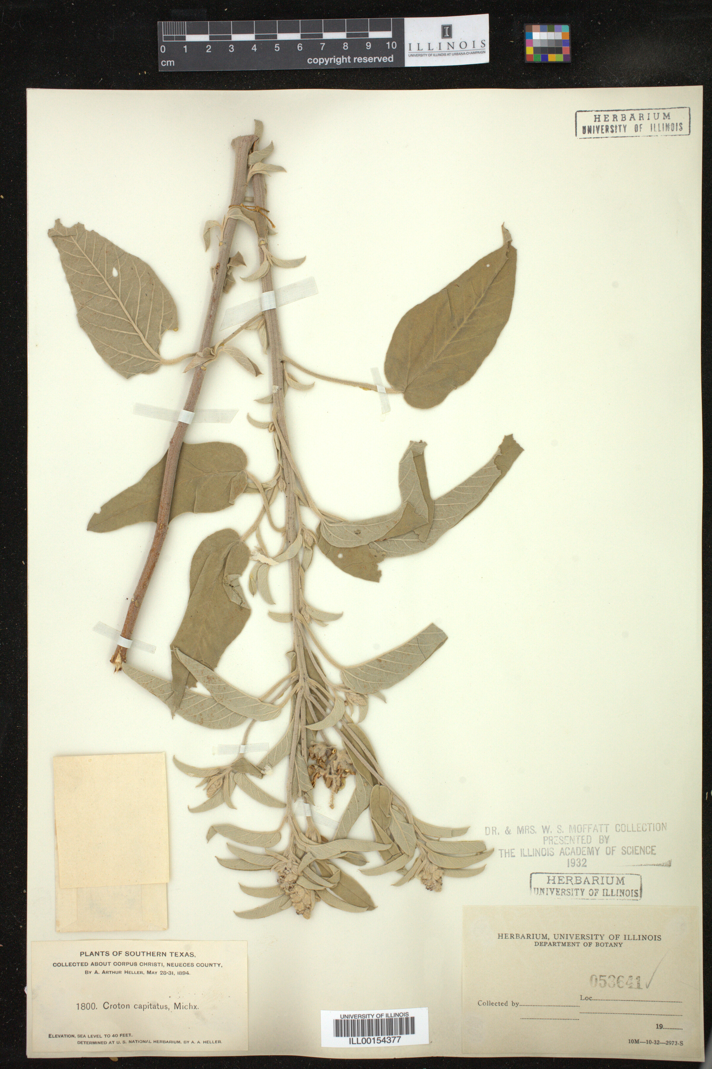 Croton capitatus image