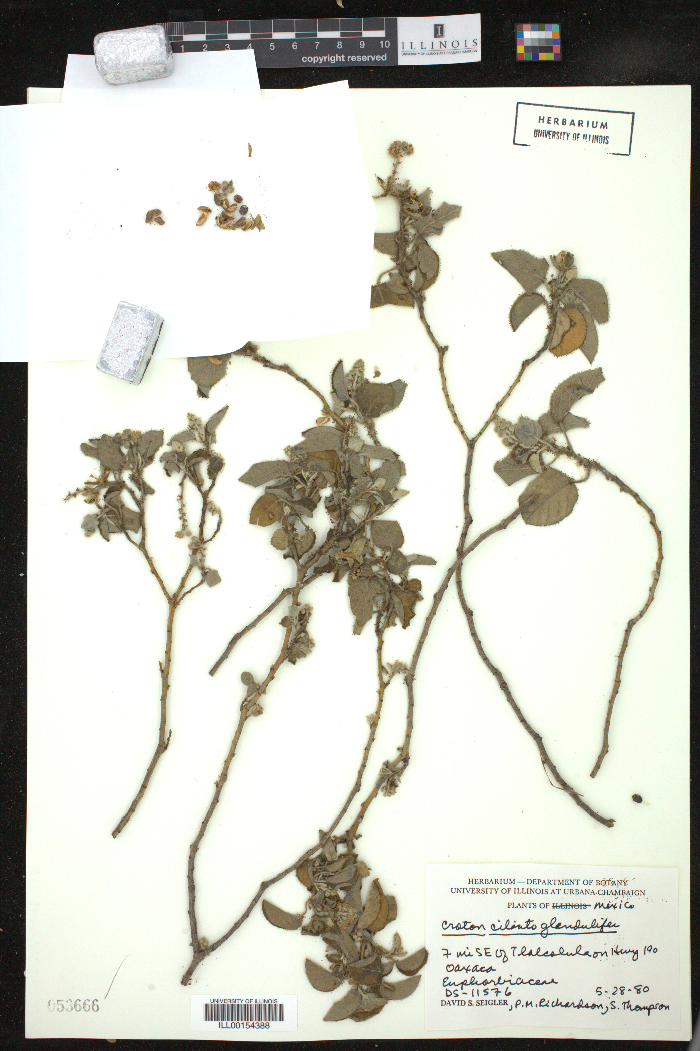 Croton ciliatoglandulifer image