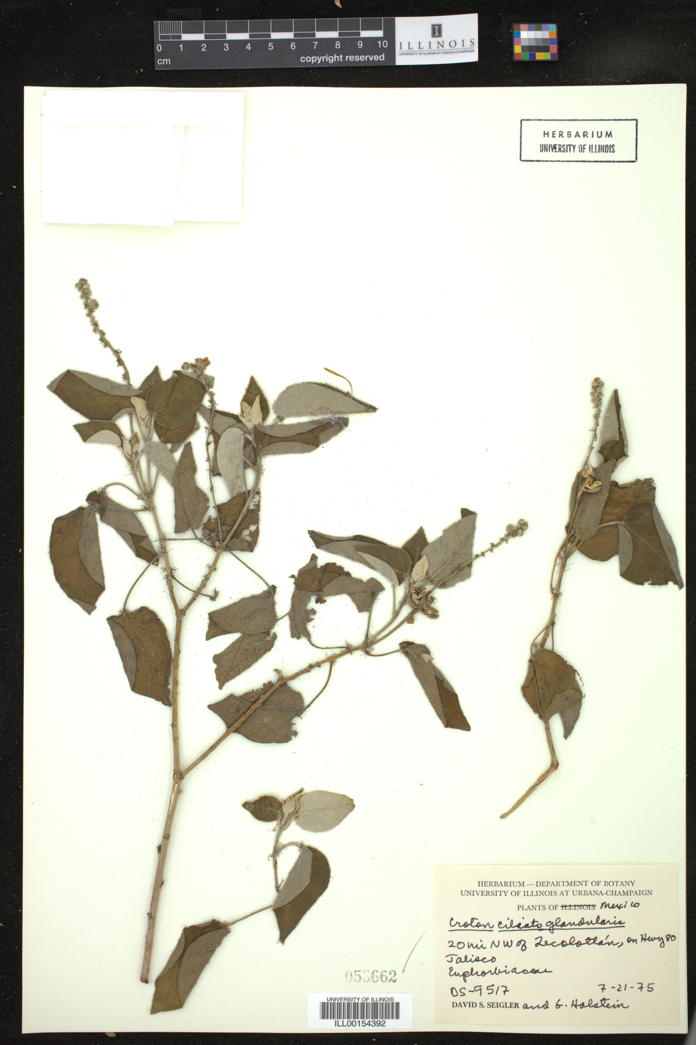 Croton ciliatoglandulifer image