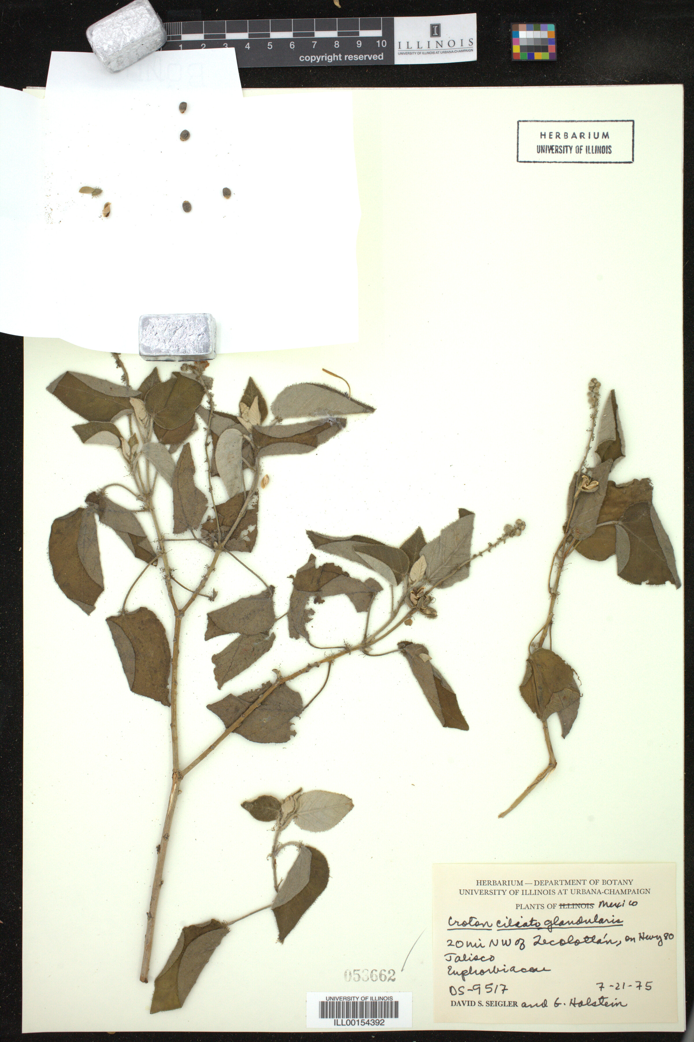Croton ciliatoglandulifer image