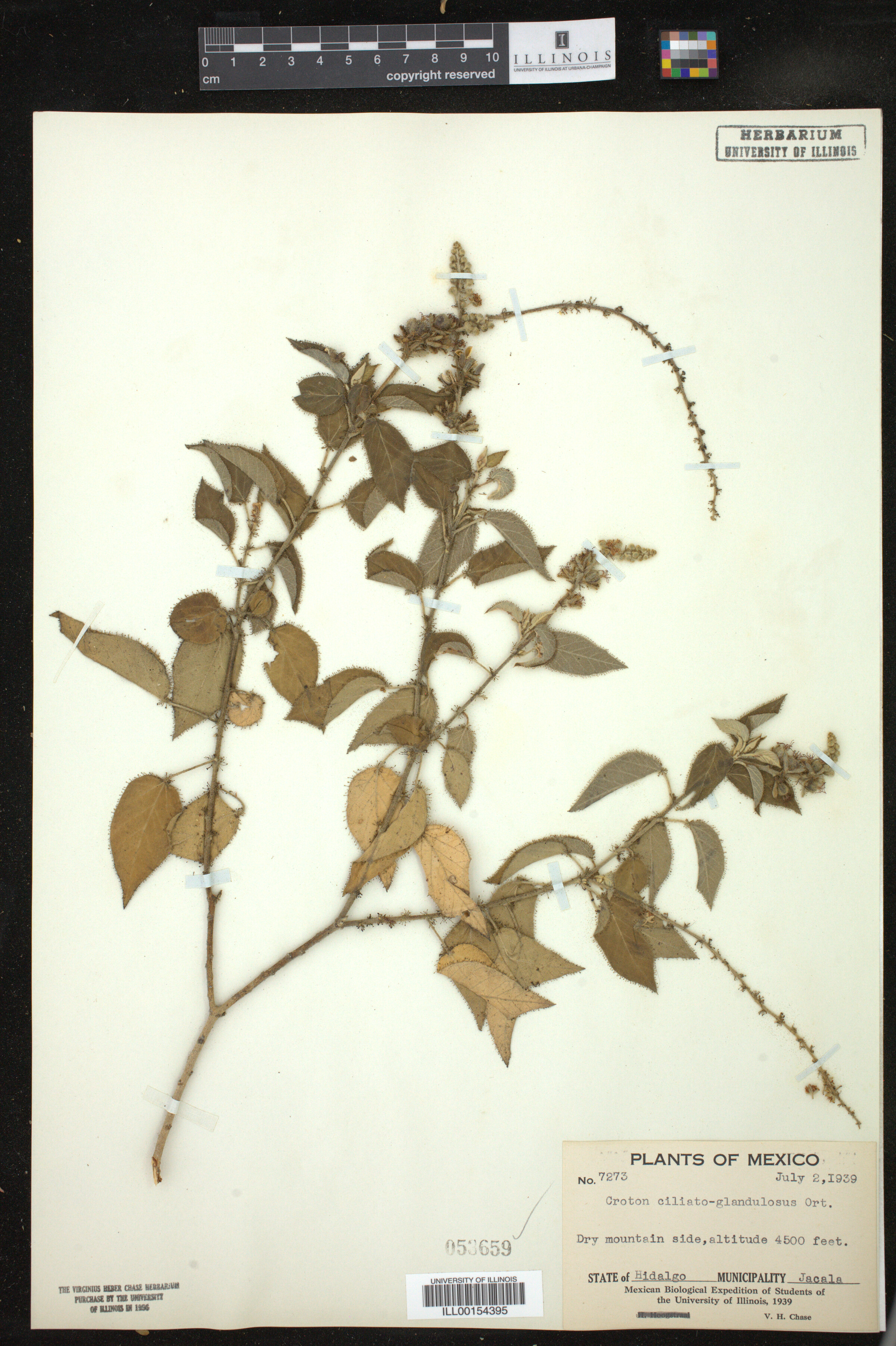 Croton ciliatoglandulifer image