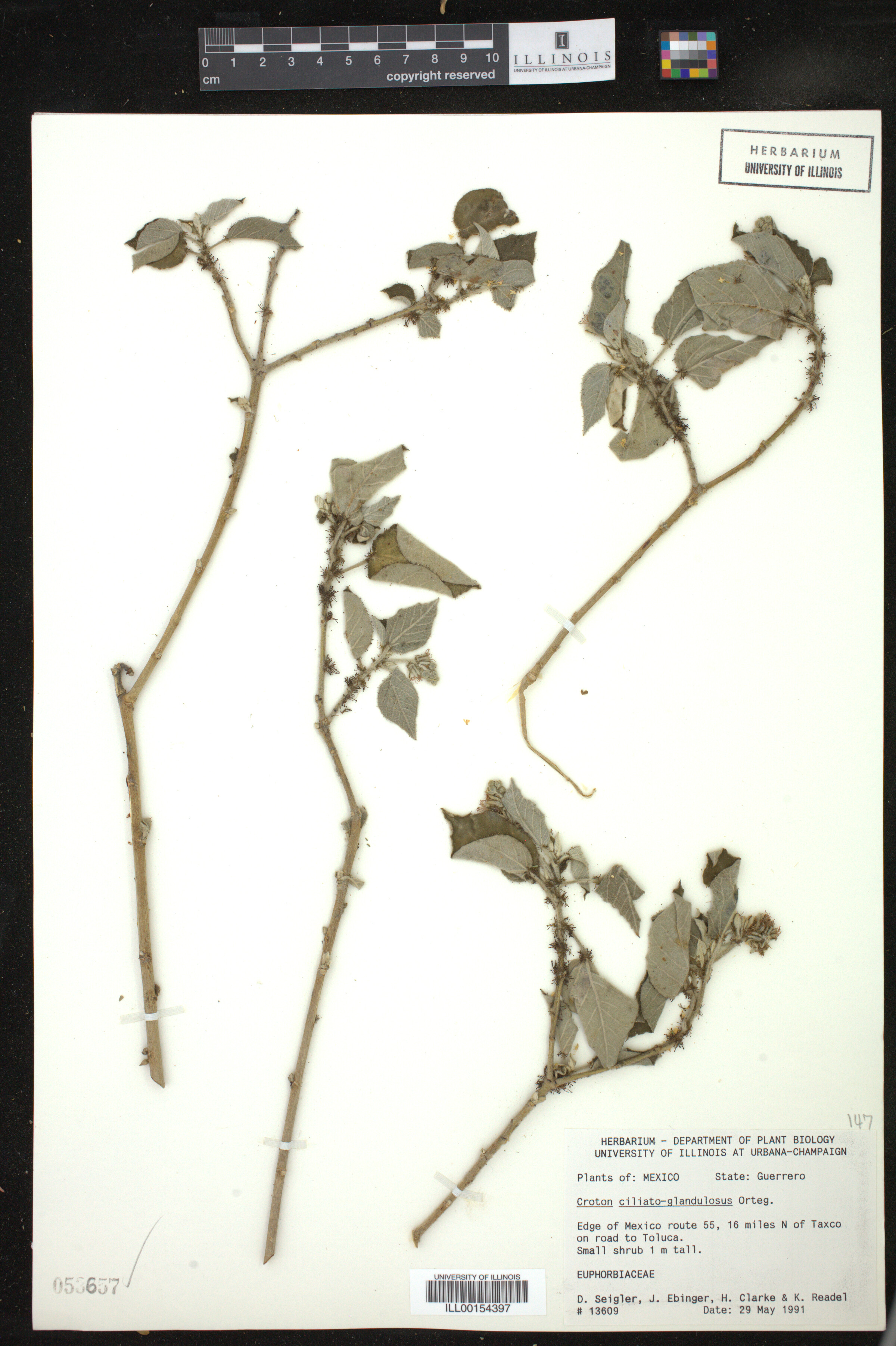 Croton ciliatoglandulifer image