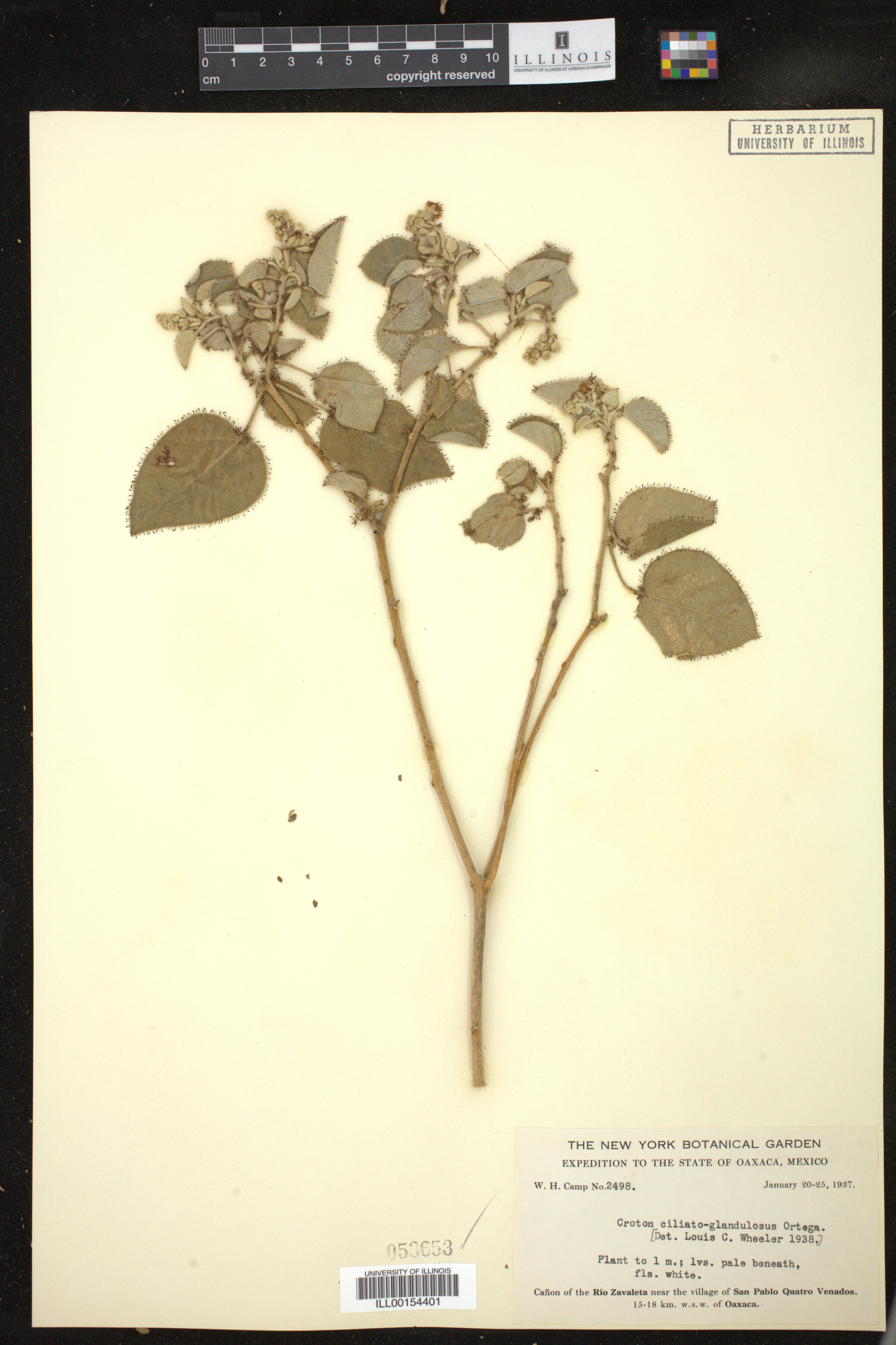 Croton ciliatoglandulifer image