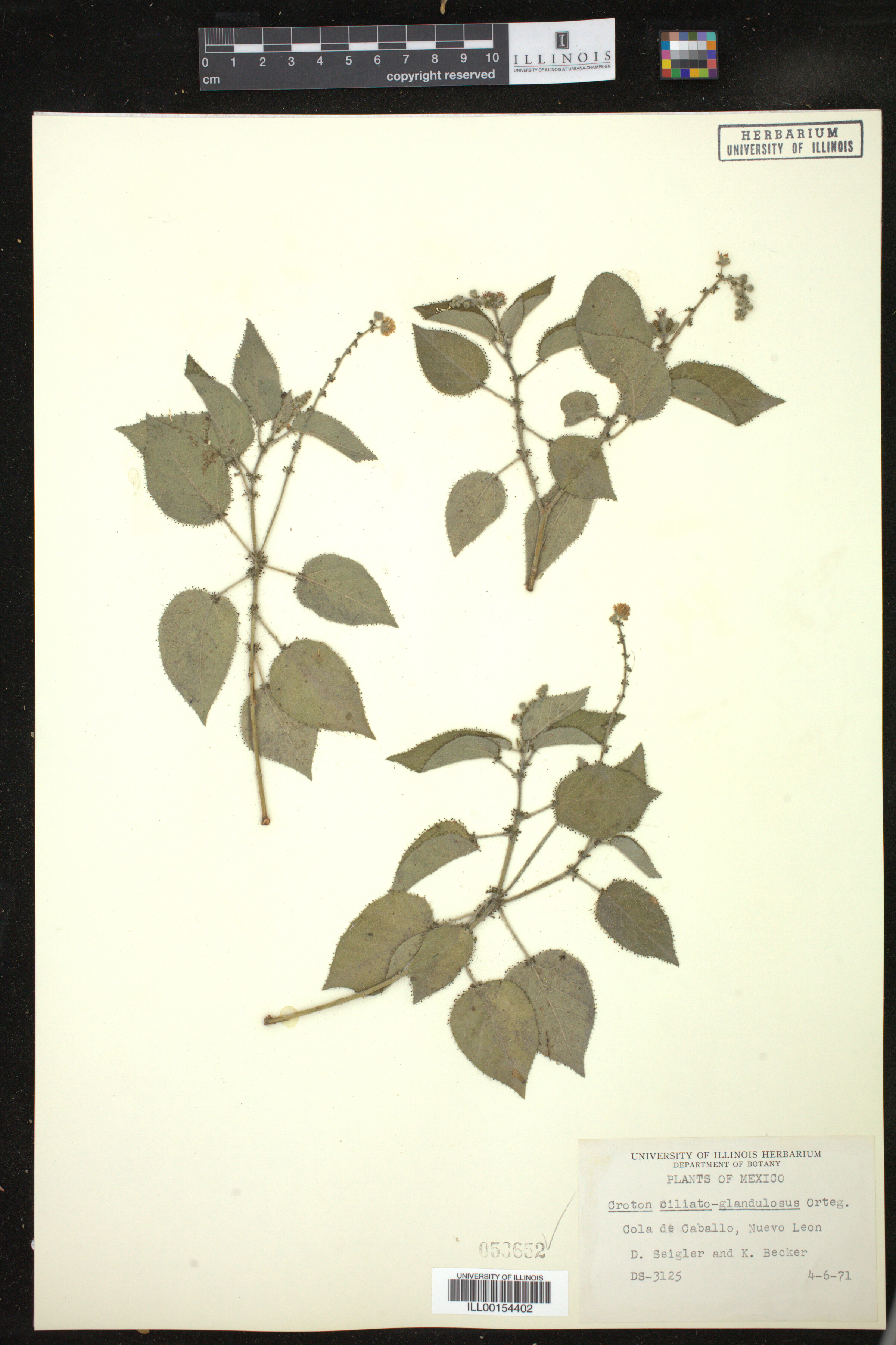 Croton ciliatoglandulifer image